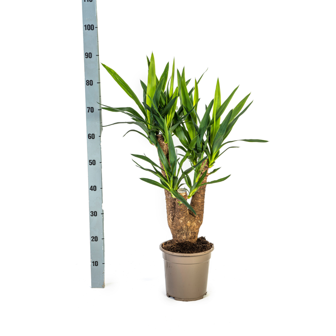 Yucca Elephantipes | Verzweigt | Pflegeleicht | Luftreinigend