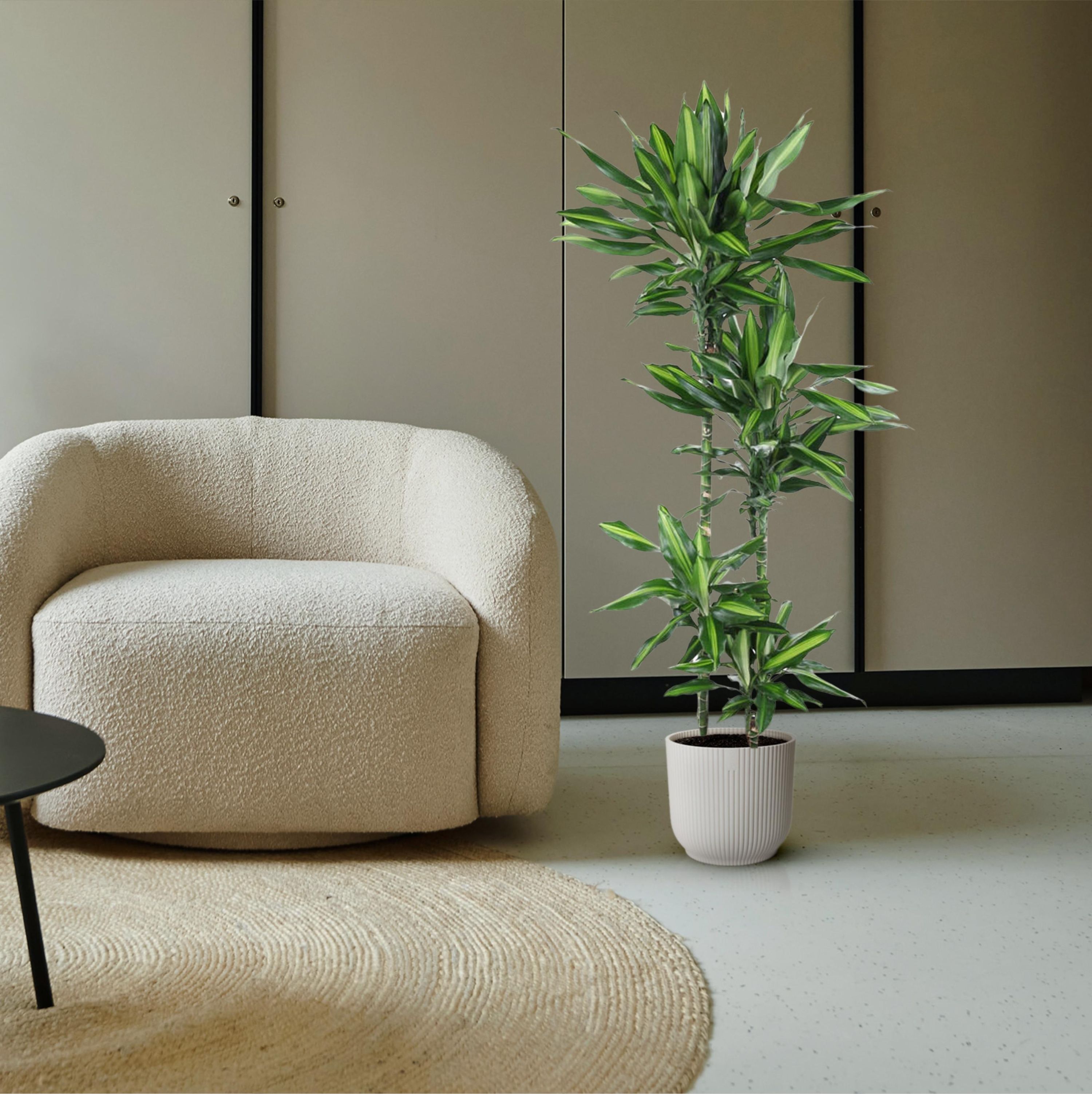 Dracaena Cintho – attraktive Zimmerpflanze