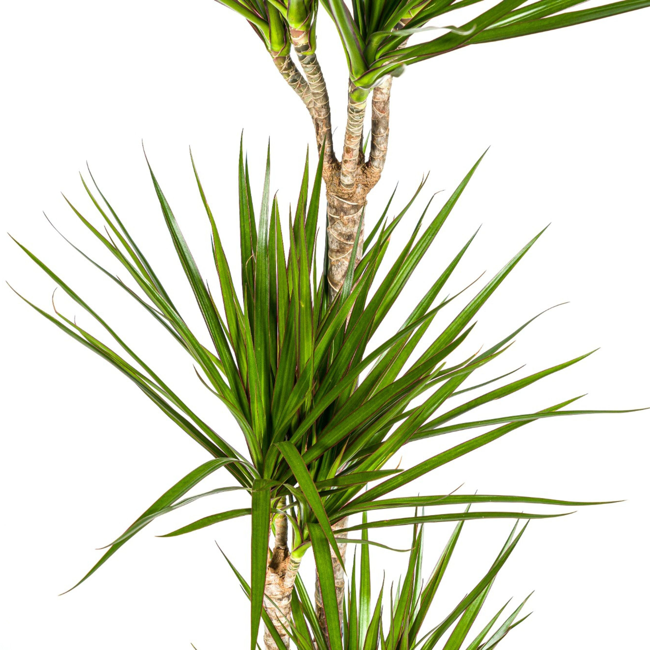 Drachenbaum Marginata Green – 130-150cm hoch