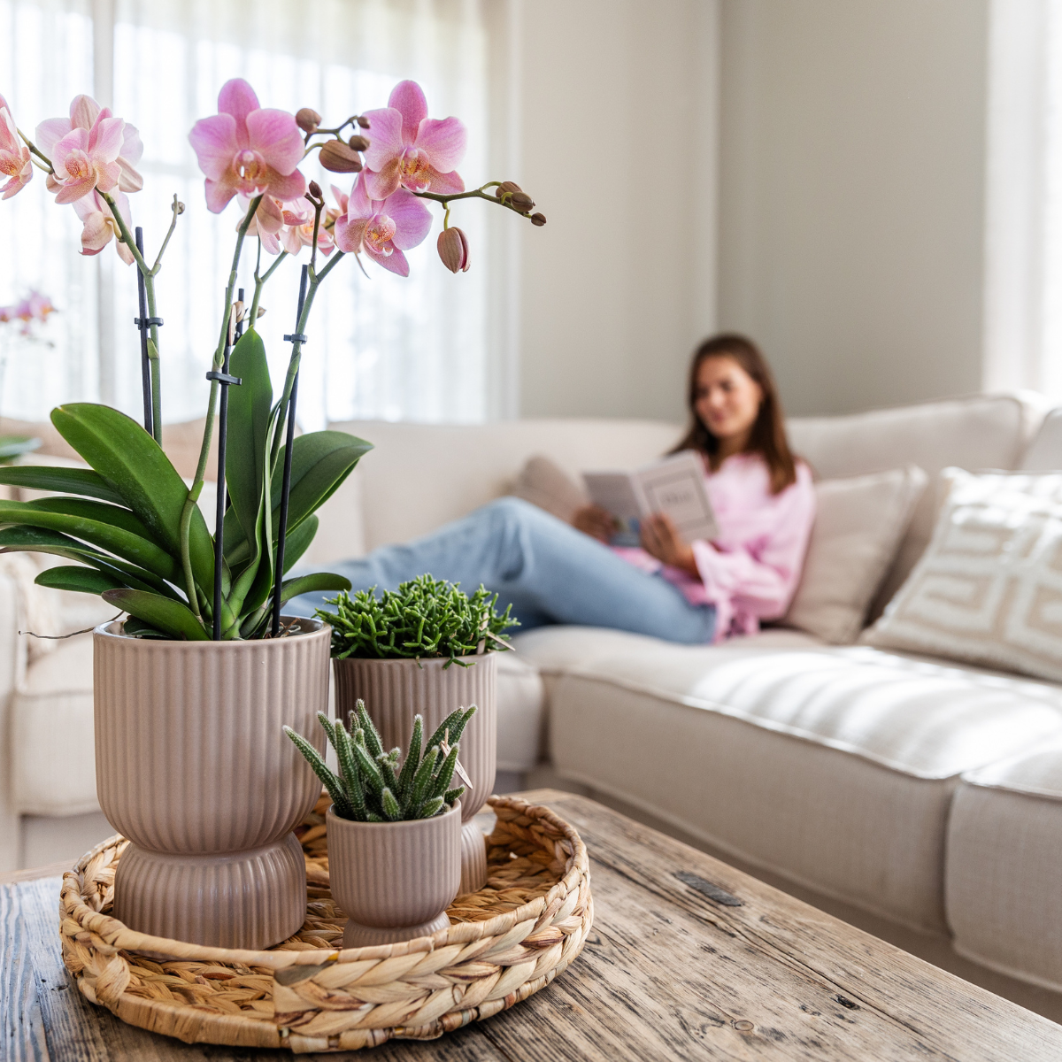 Phalaenopsis Orchideen 2er Kombi – Altrosa – Ø12cm Topf – Blühende Zimmerpflanze