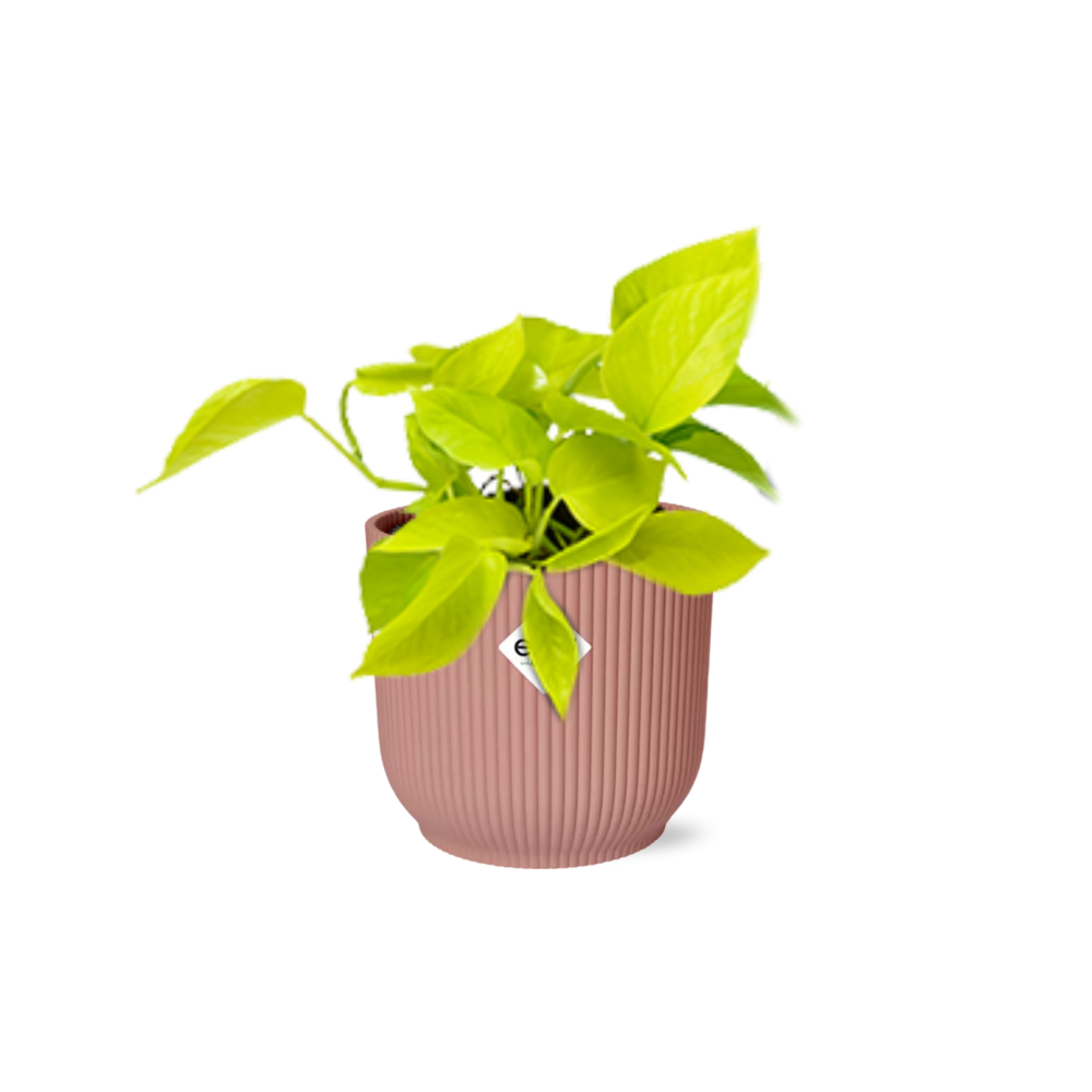Goldener Efeutute Epipremnum Pinnatum in ELHO Vibes Fold Topf