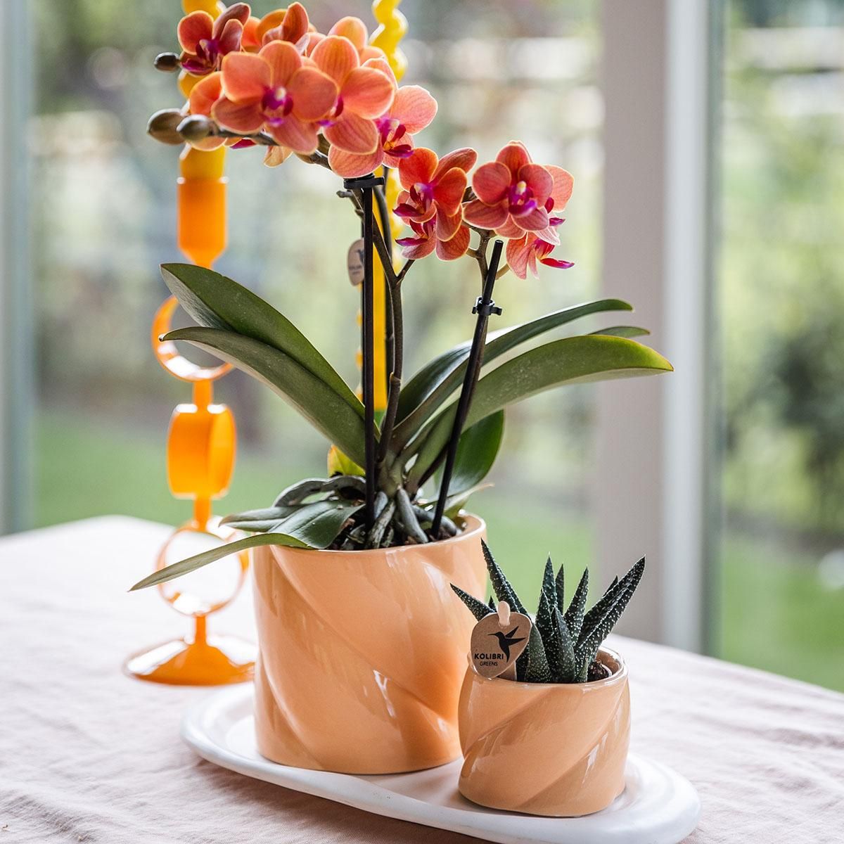 Geschenkset Optimismus kleiner Pfirsich – Grünpflanze & orange Phalaenopsis – Candy Töpfe & weißes Tablett