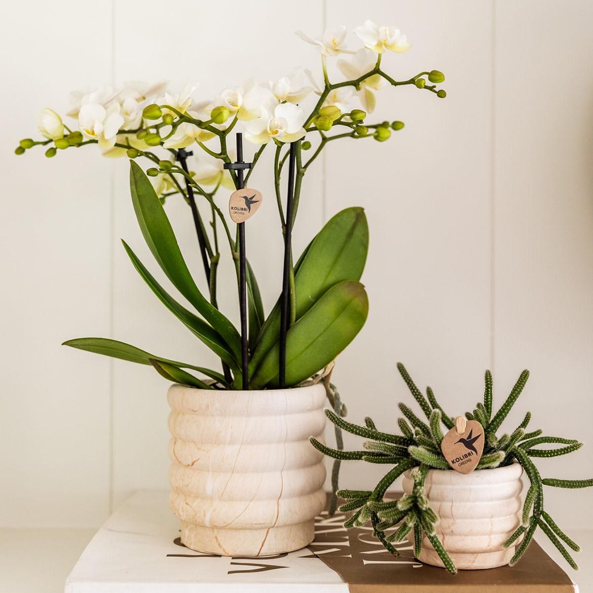 Marmor Topf Hell – Ø9cm – Eleganter Übertopf