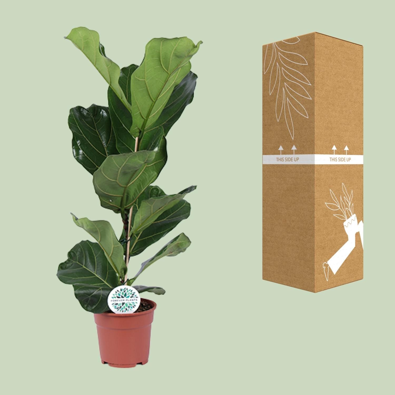 Ficus Lyrata Zimmerpflanze