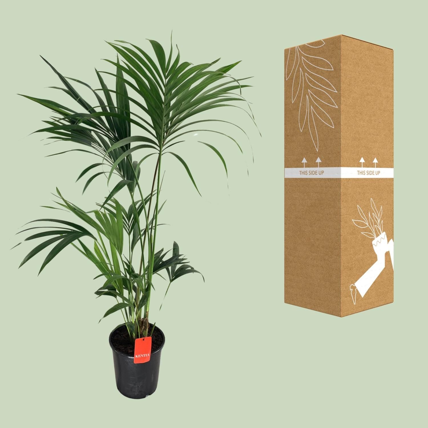 Kentia-Palme Howea – elegante Zimmerpflanze
