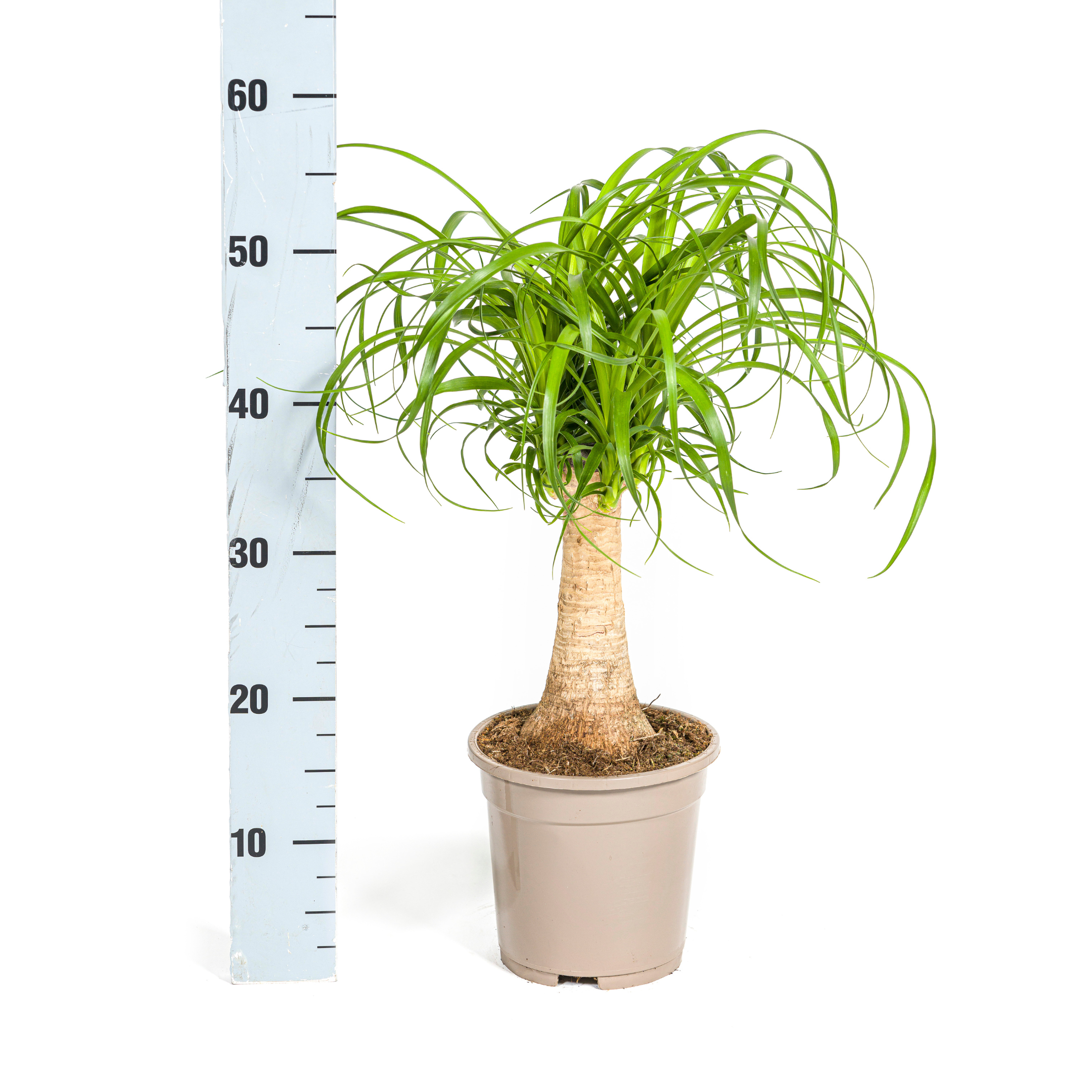 Beaucarnea Recurvata – robuster Stamm – Ø 17 cm Topf