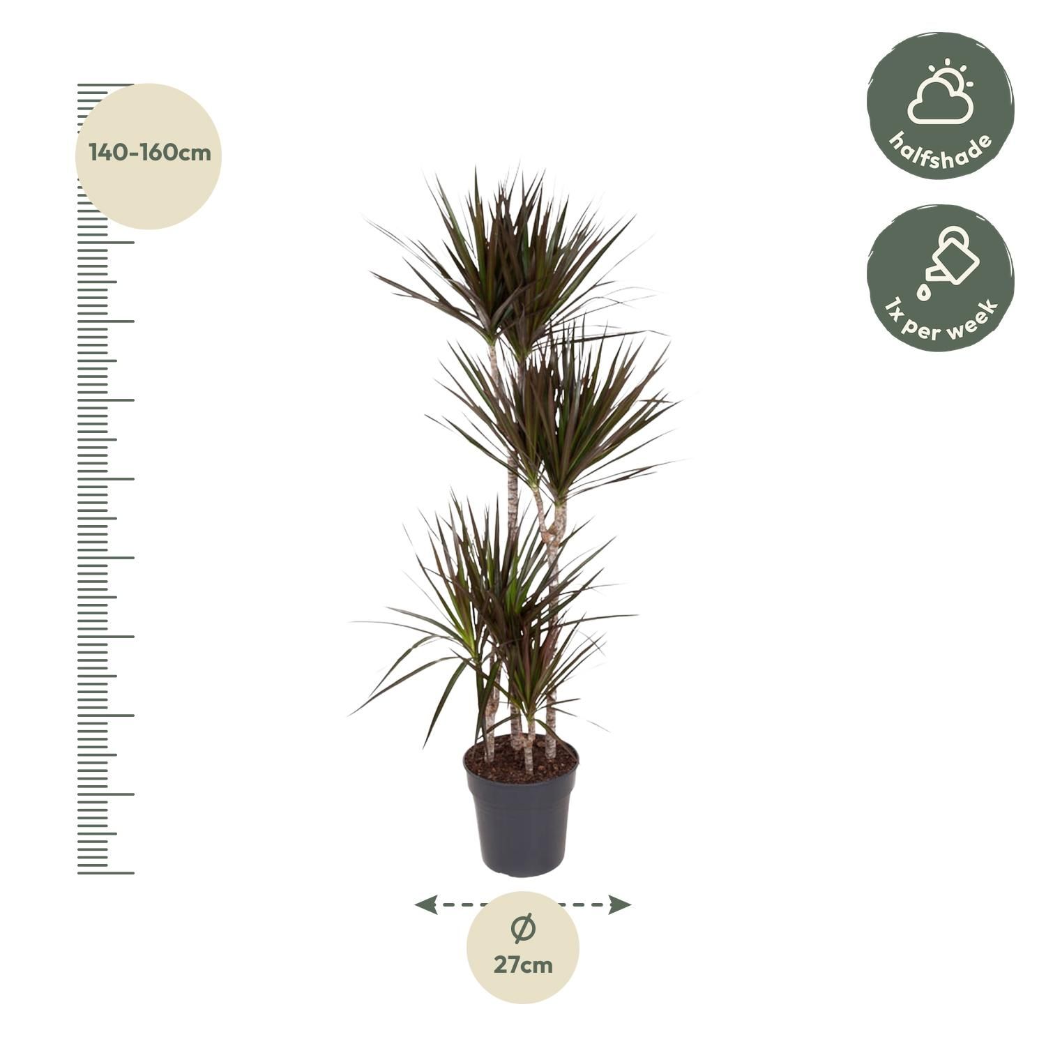 Dracaena Magenta – Tropische Zimmerpflanze mit magentafarbenen Blatträndern