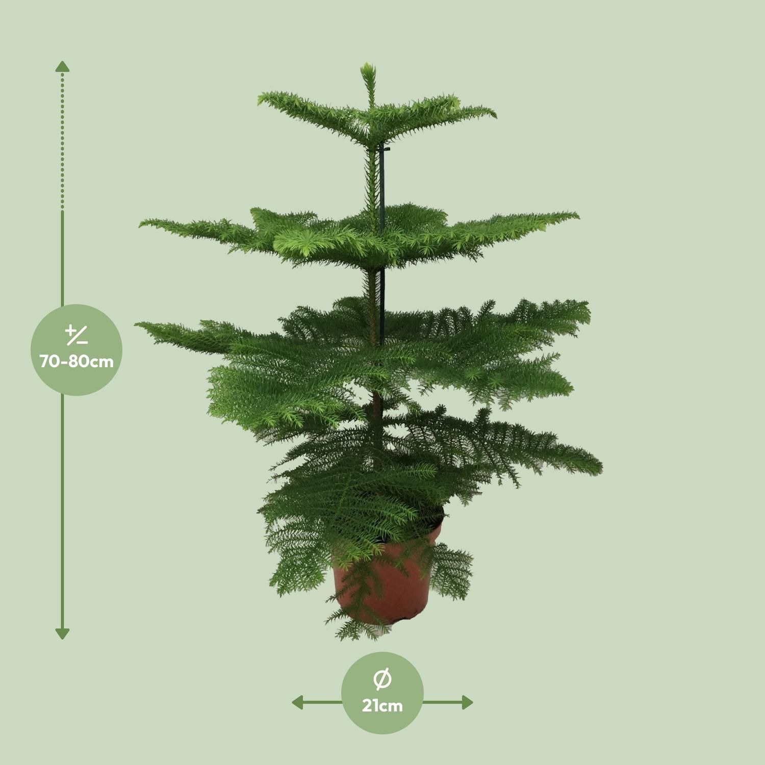 Elegante Araucaria Zimmerpflanze
