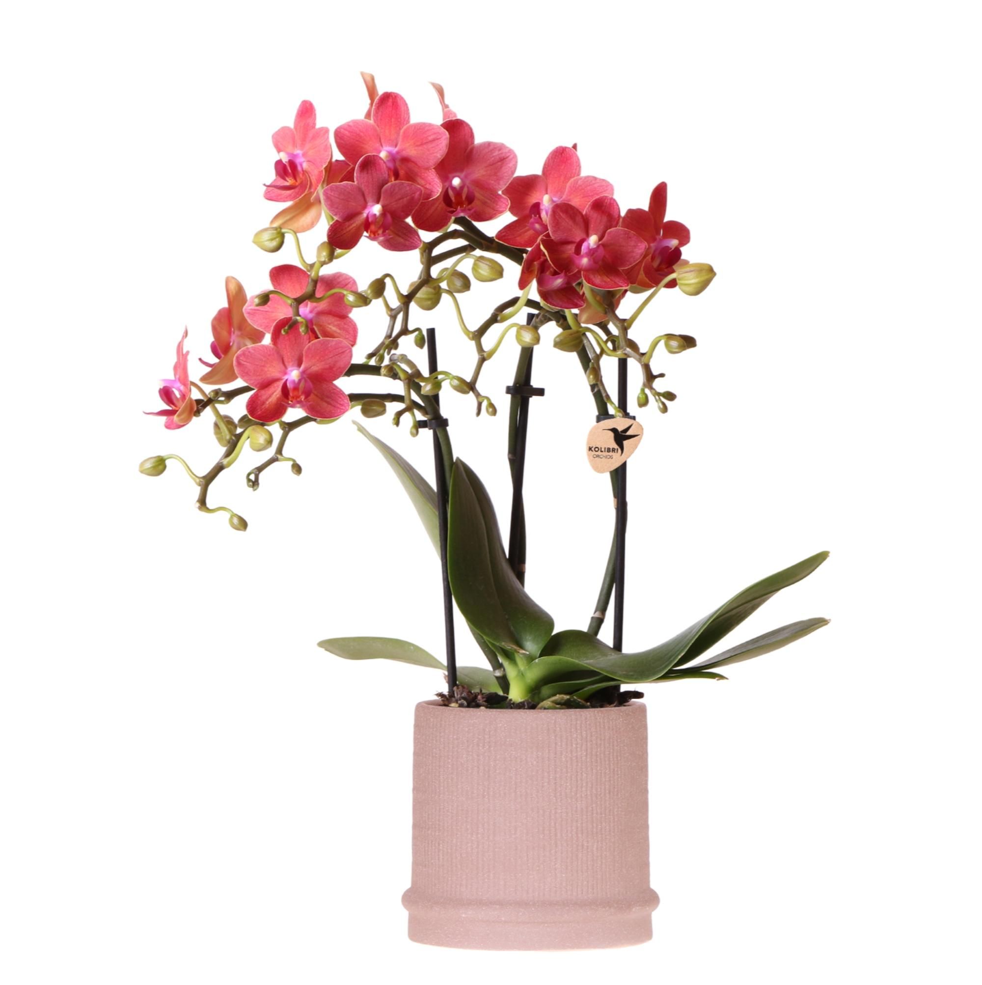 Rote Orchidee Congo – Ø9cm Topf – blühende Zimmerpflanze