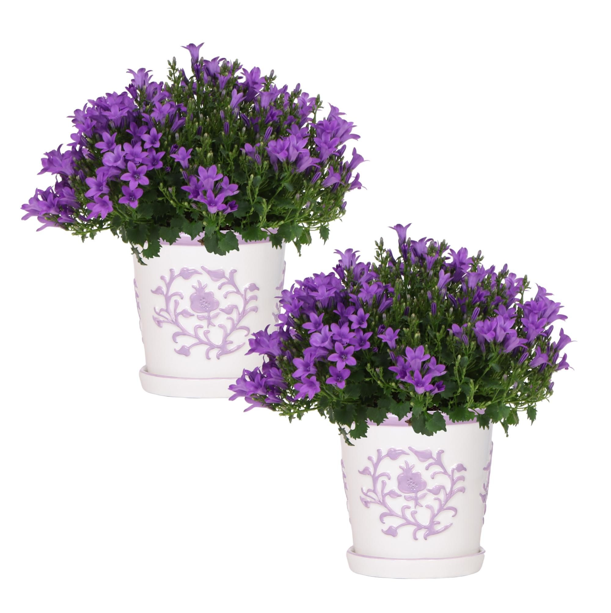 2x Campanula Addenda Ambella Intense Purple in Dekotöpfen – Staude – winterhart