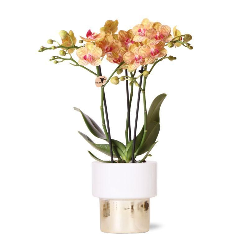 Weiße Phalaenopsis Orchidee Jamaica – Ø9cm Topf – blühende Zimmerpflanze