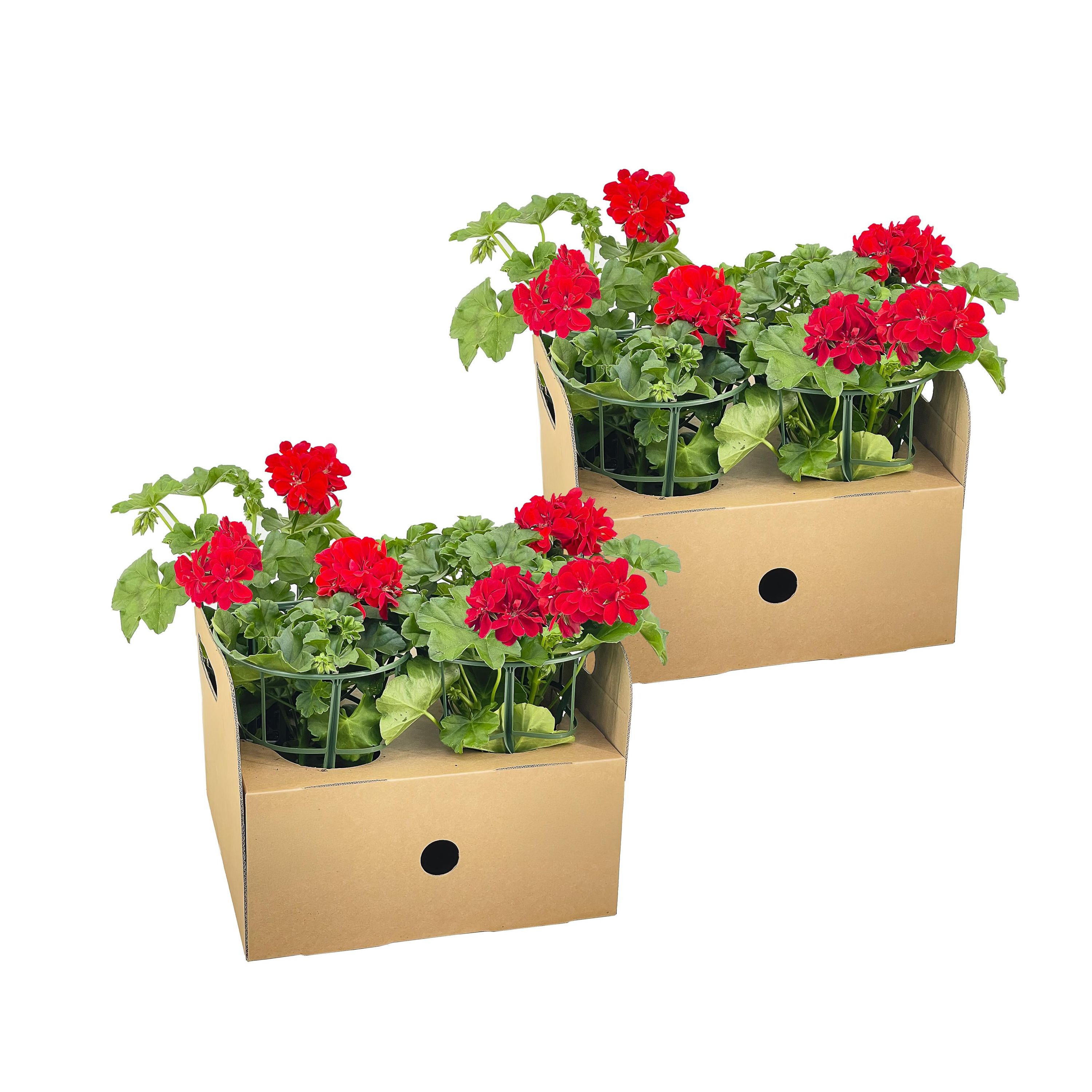 Pelargonium peltatum Rot Hängegeranie