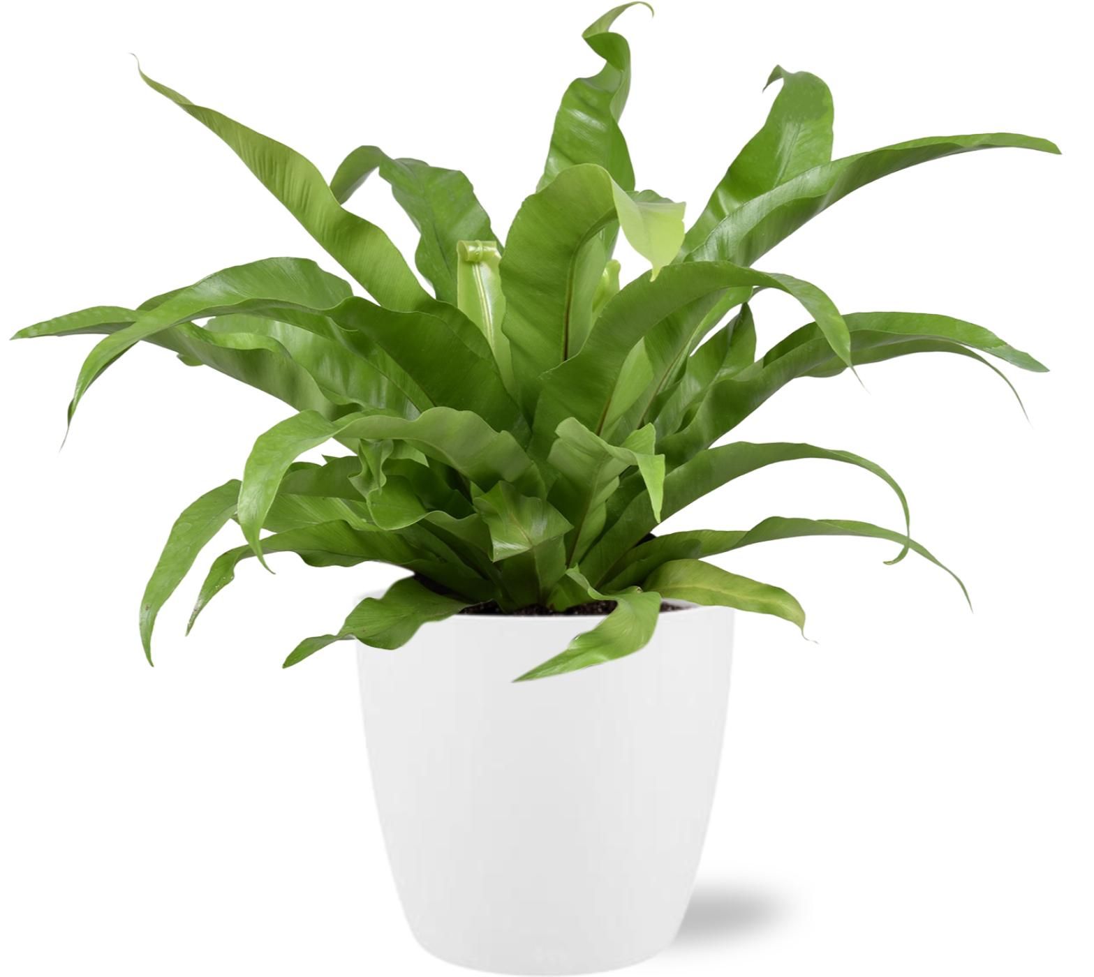 Asplenium Antiquum - Ø17cm - ↕45cm - Inkl. Topf Weiß D18x17cm