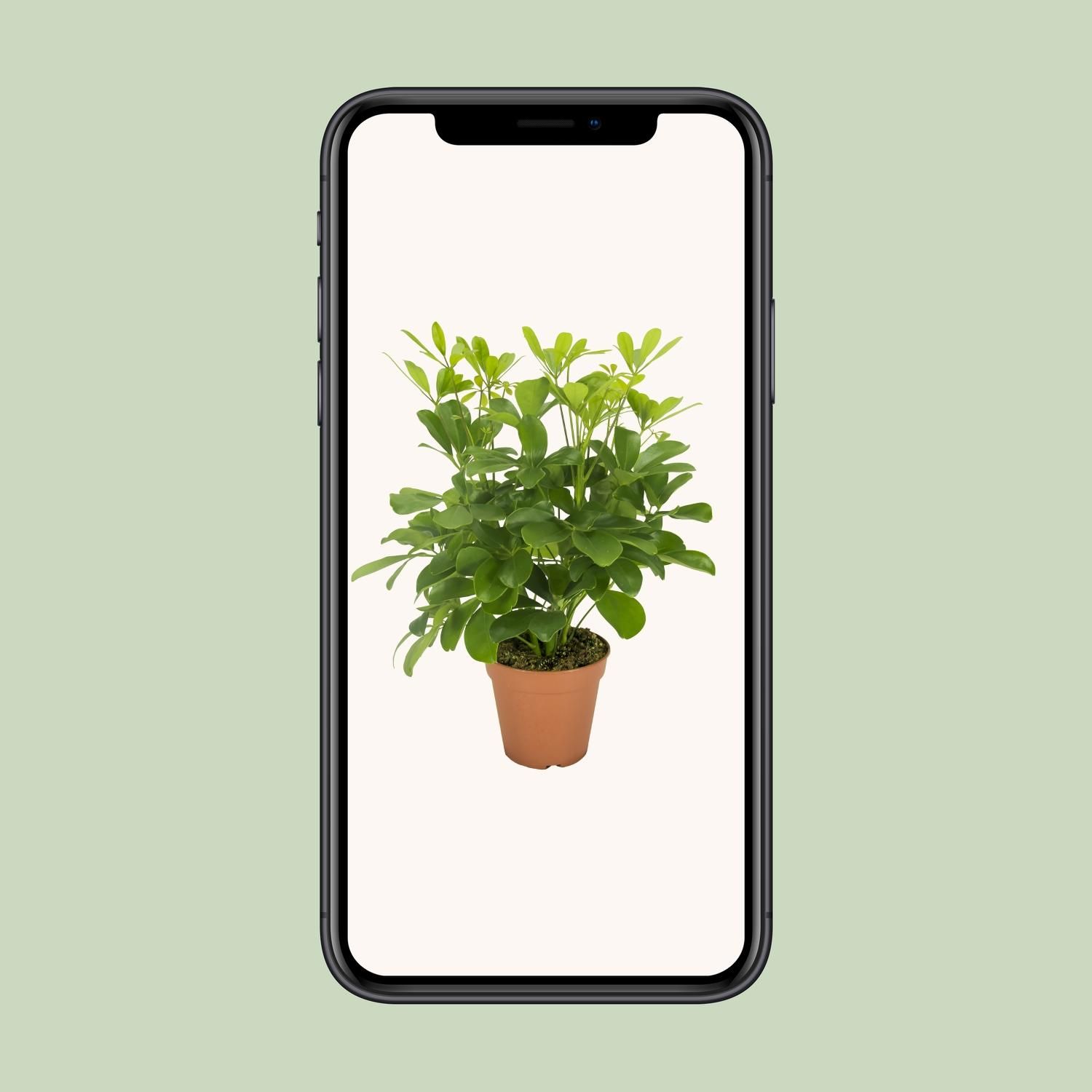 Schefflera Nora Zimmerpflanze mit Schirmblatt