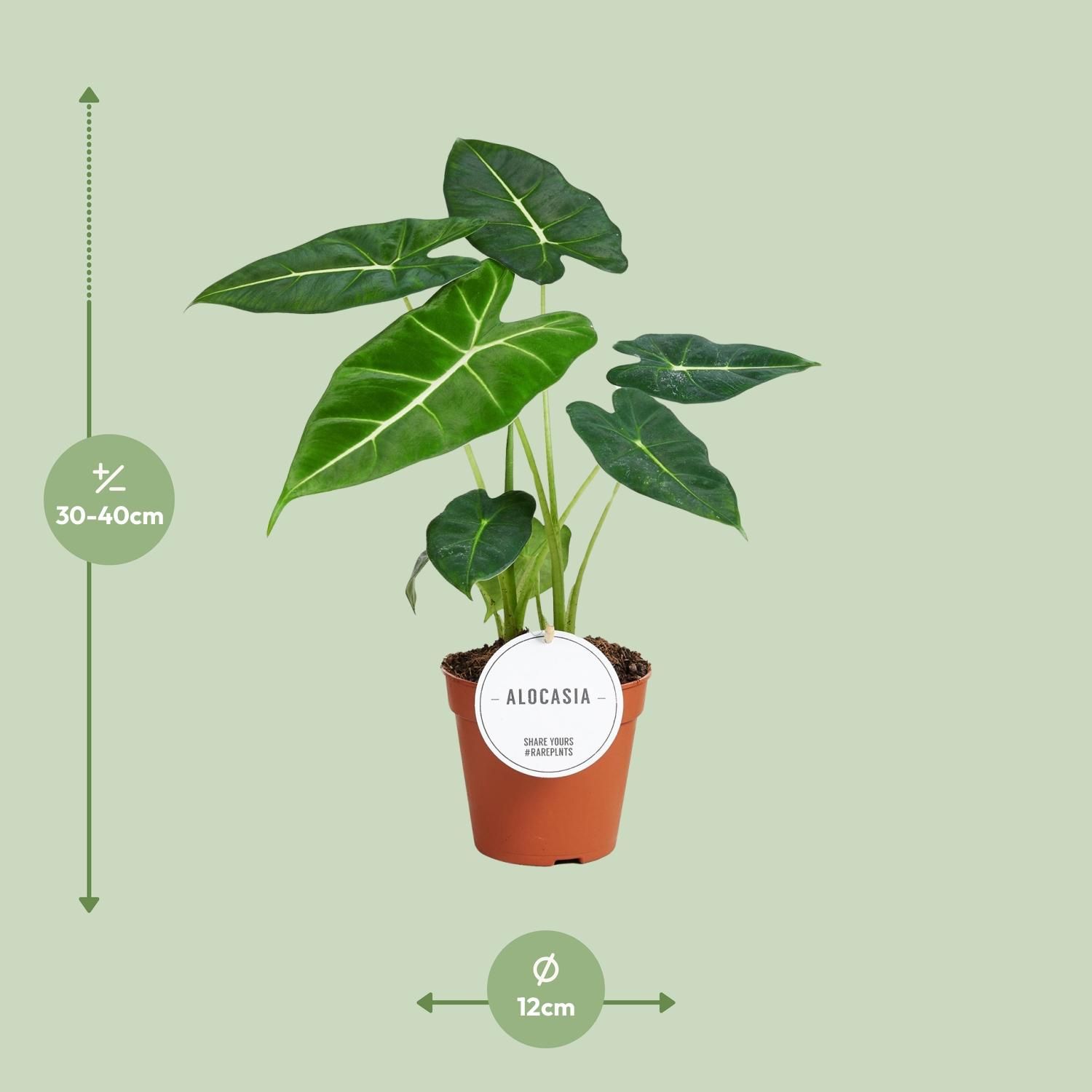 Alocasia Frydek Zimmerpflanze mit auffälligem Elefantenblatt