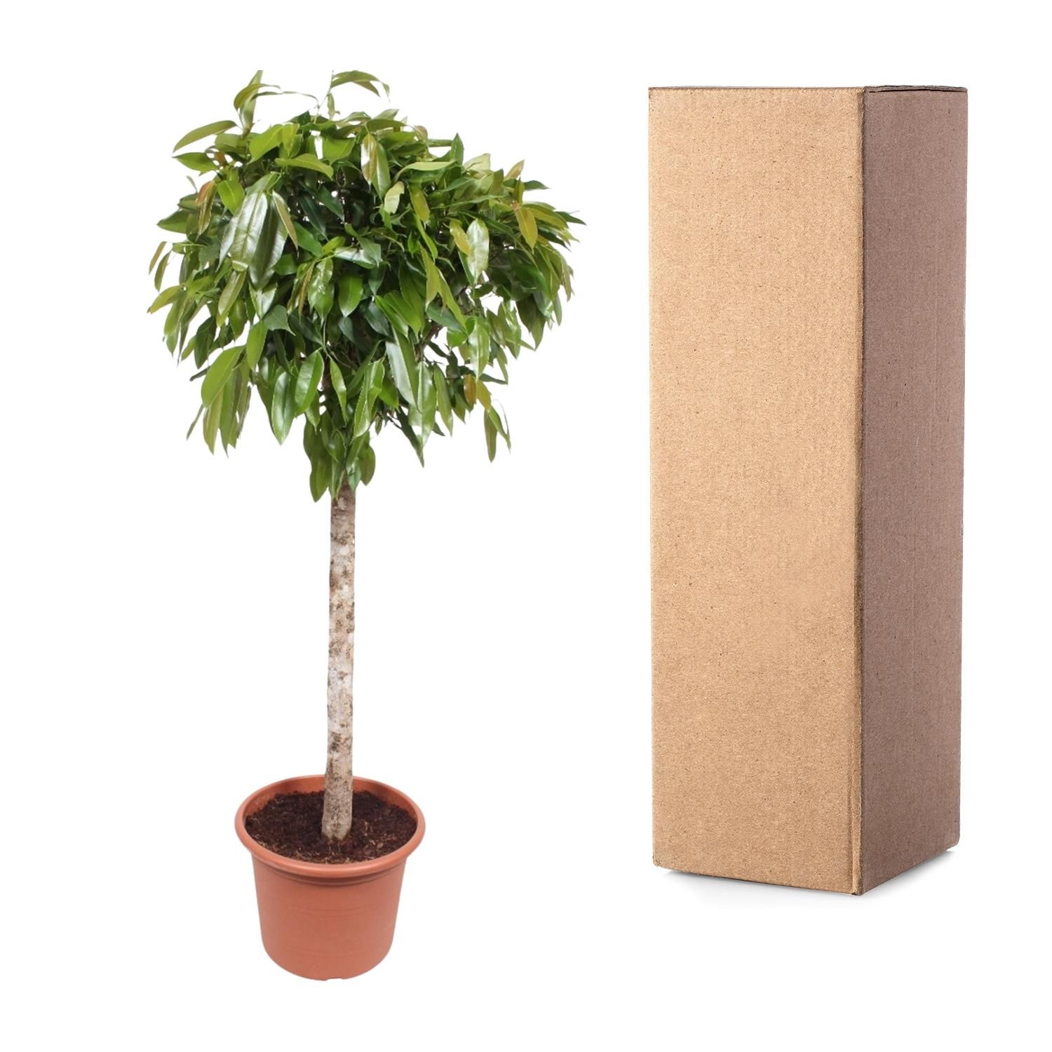 Ficus Amstel King - Eleganter Zimmerbaum mit großen Blättern