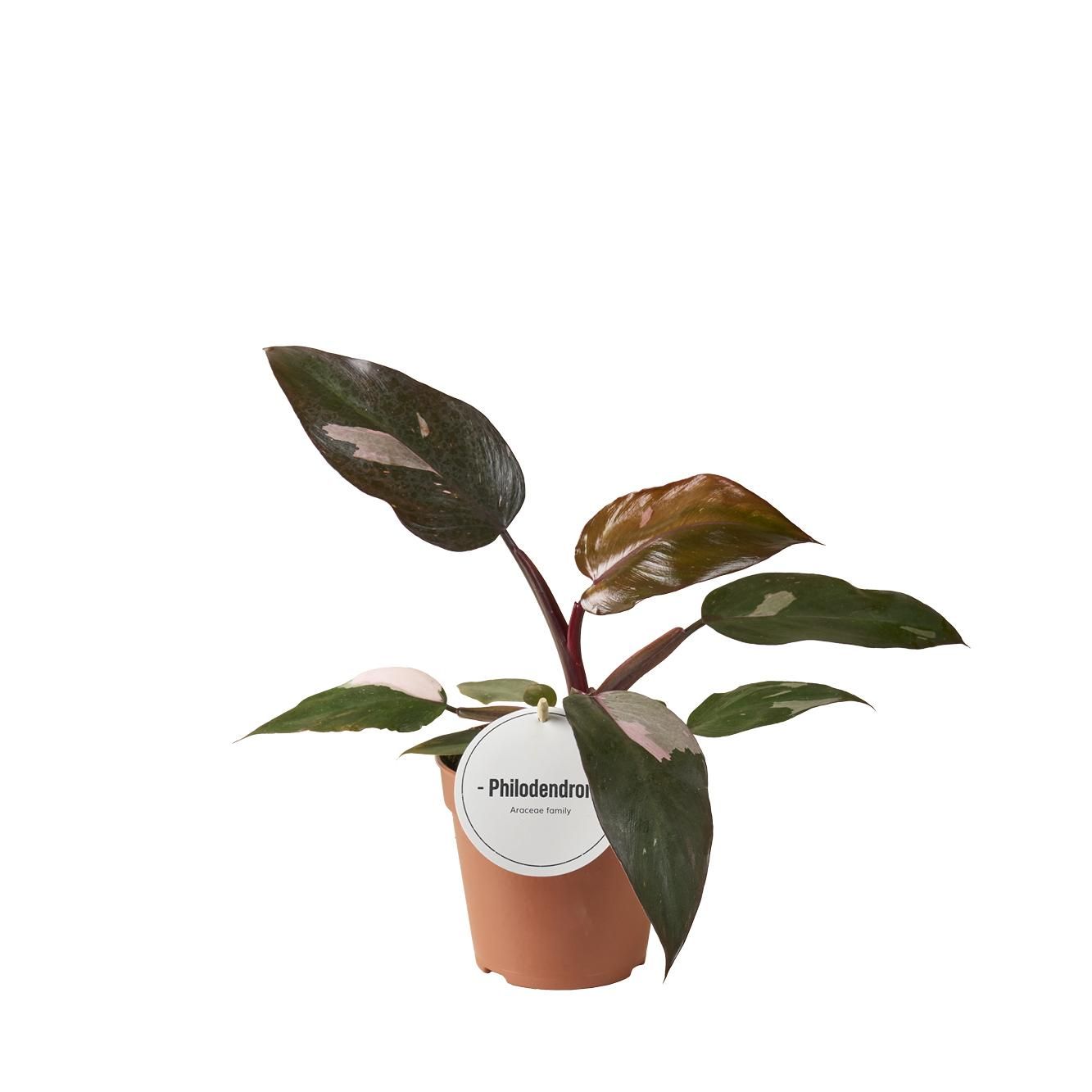Philodendron Burgundy Princess | mit roten Punkten | Ø12cm - ↕25cm