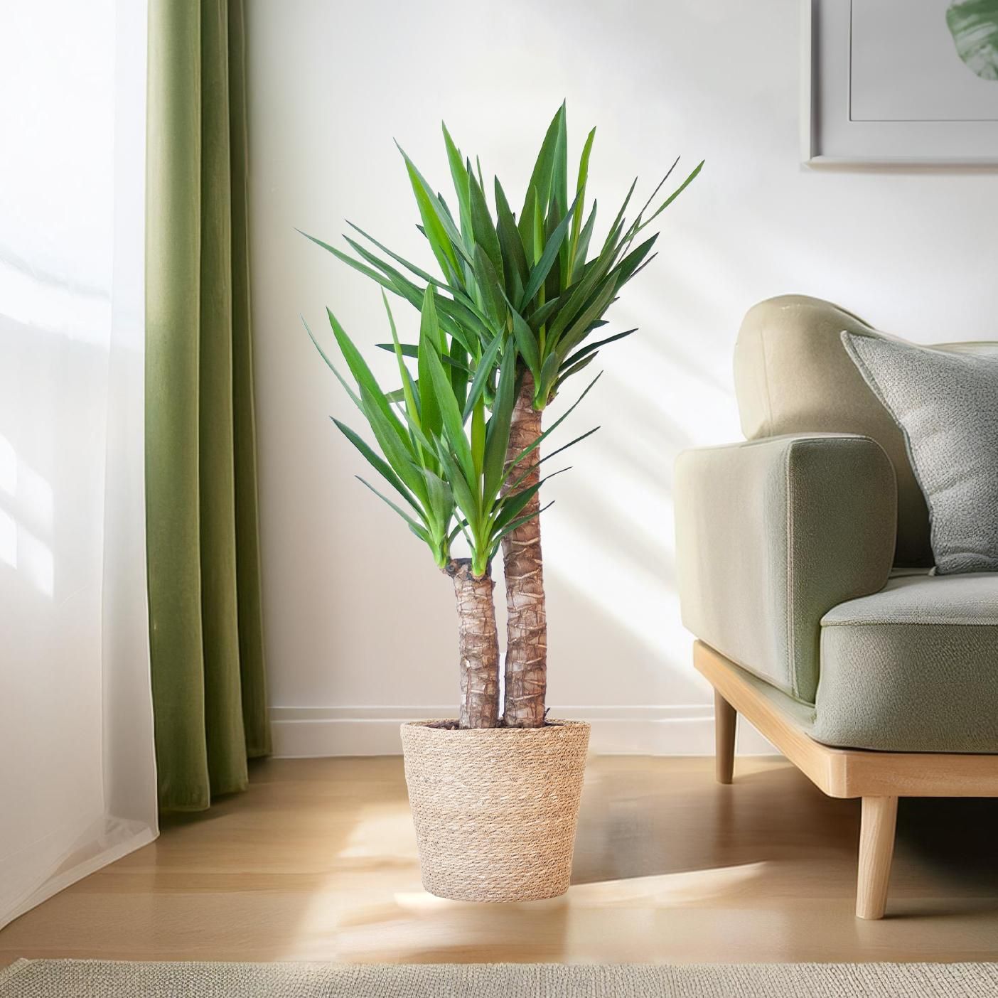 Yucca Elephantipes – 90cm – mit Korb Natur