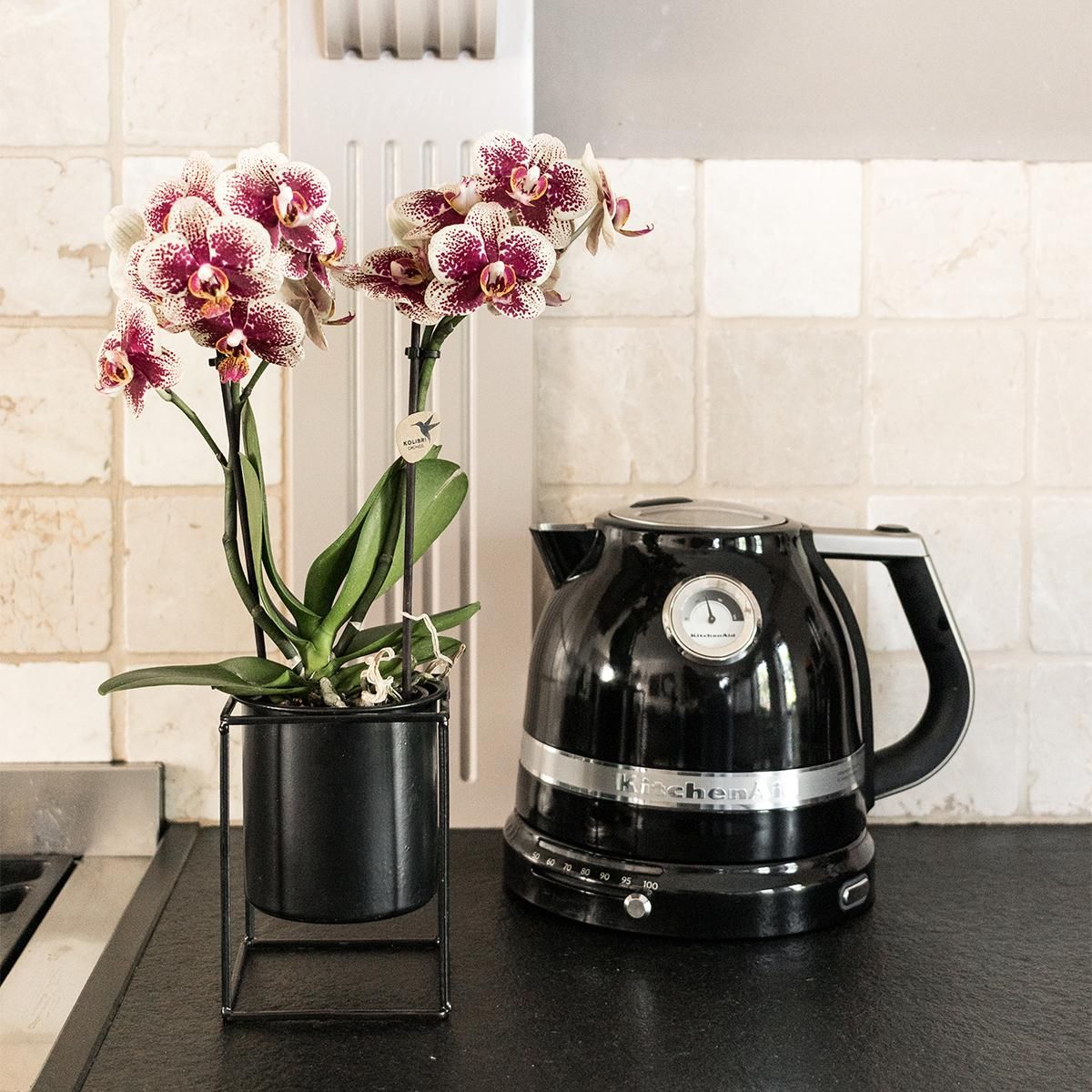Phalaenopsis Orchidee Gelb-Rot