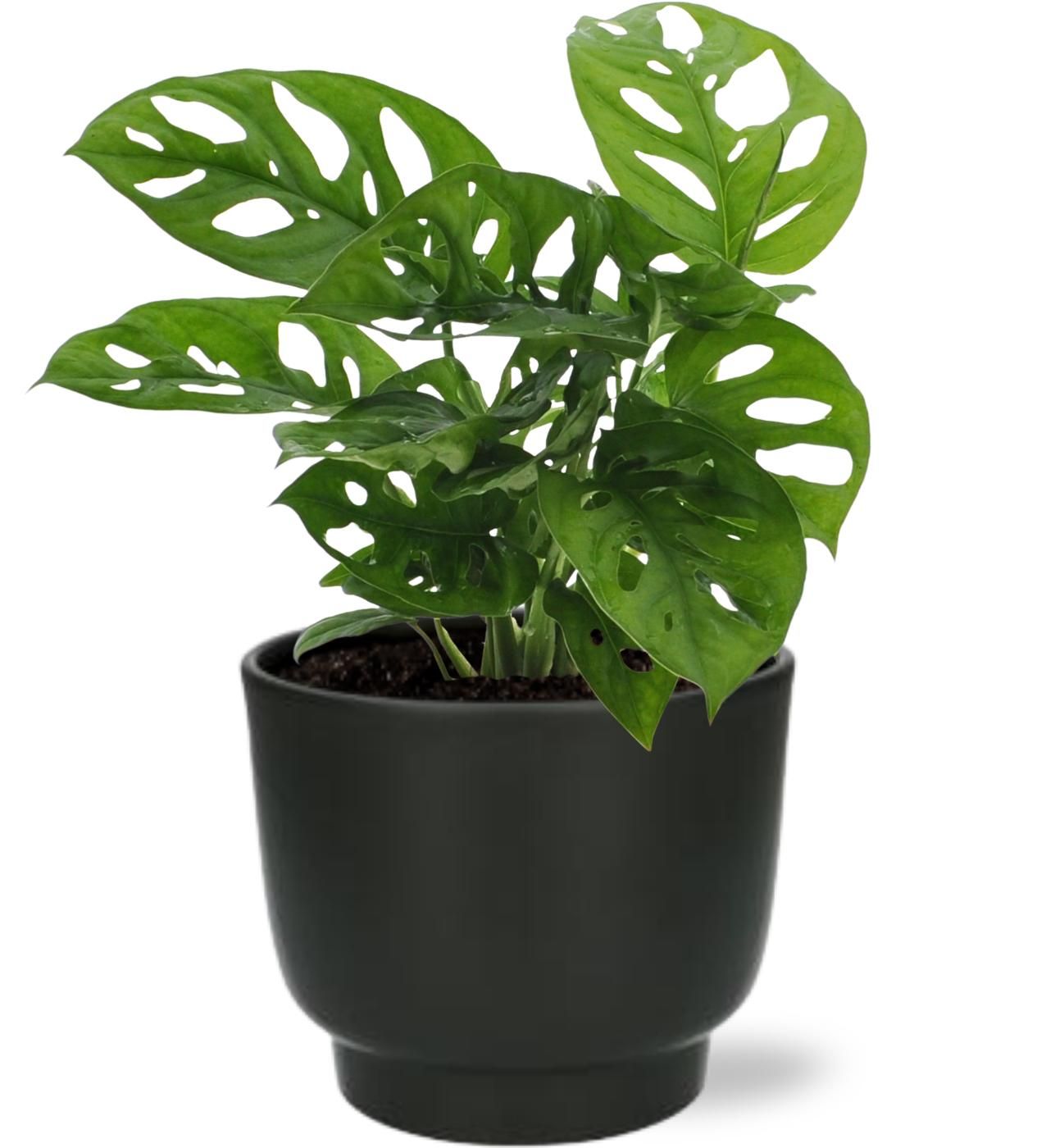 Monstera Monkey Leaf – Ø12cm ↕30cm – Inklusive Potenza Topf Schwarz