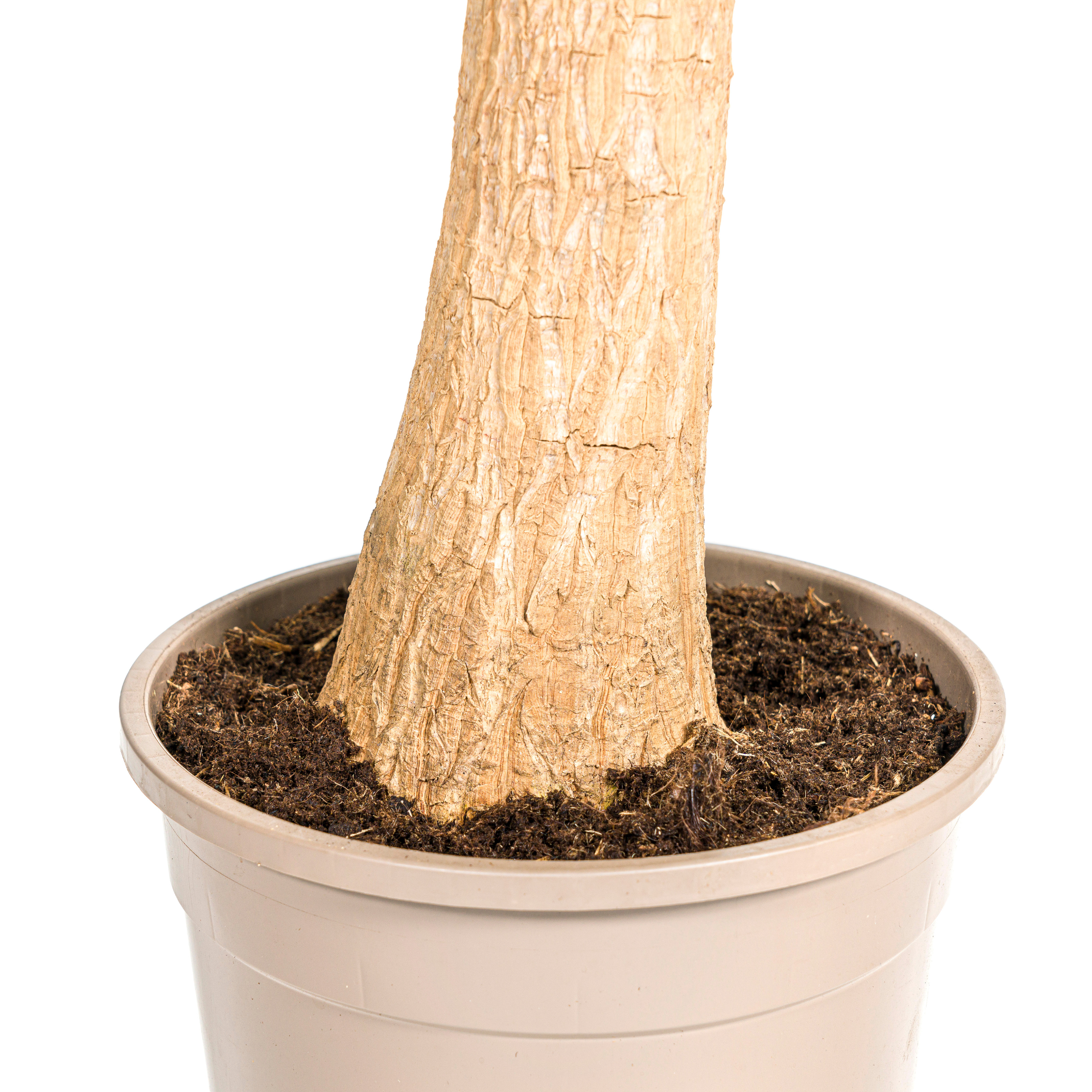 Elefantenfuß Baum - Beaucarnea Recurvata | Starke Pflanze | Ø 24 cm Topf | 80-100 cm Höhe