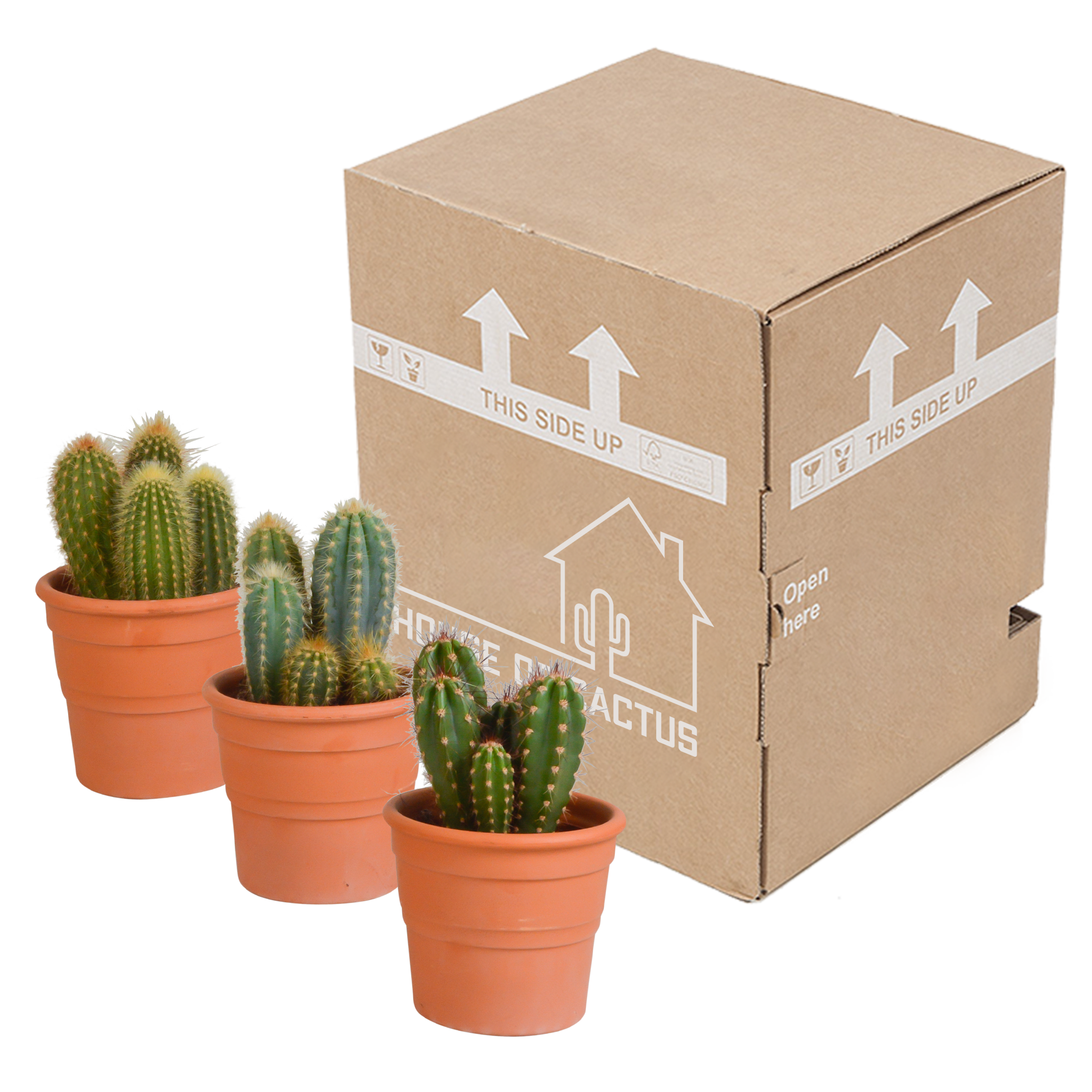 Cereus Säulenkaktus Mix im Terrakottatopf