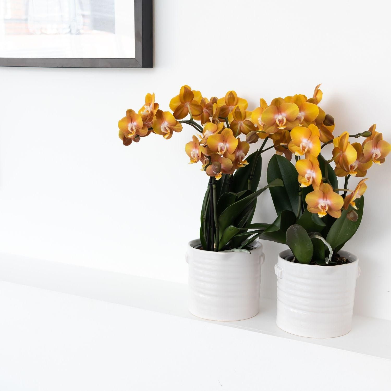 Phalaenopsis Orchidee Jewel Las Vegas Orange