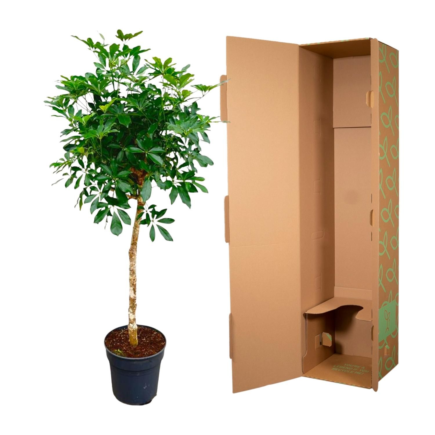Schefflera Strahlenaralie mit Stamm