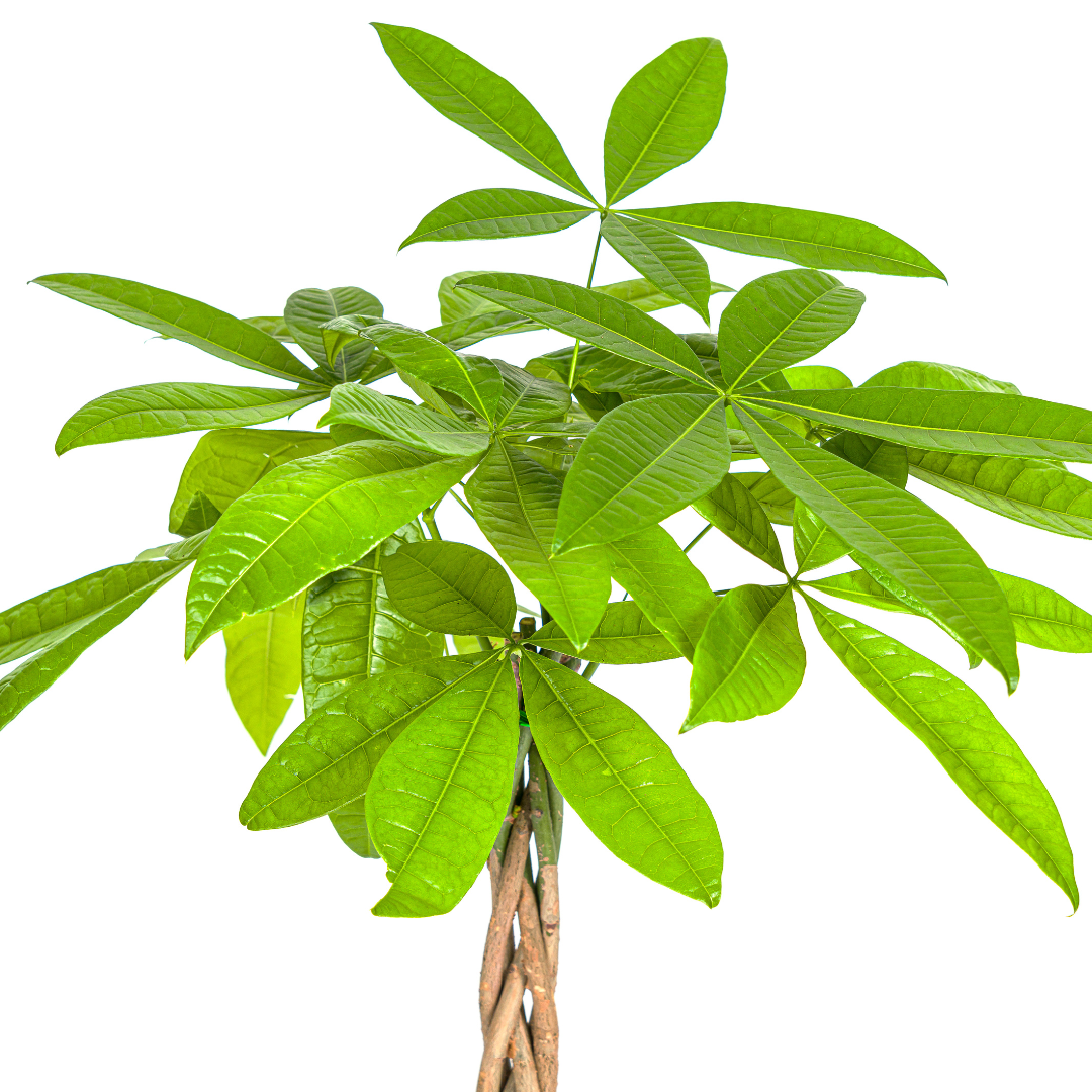 Pachira Aquatica Ø19cm – ca. 70–90cm hoch – Glückskastanie