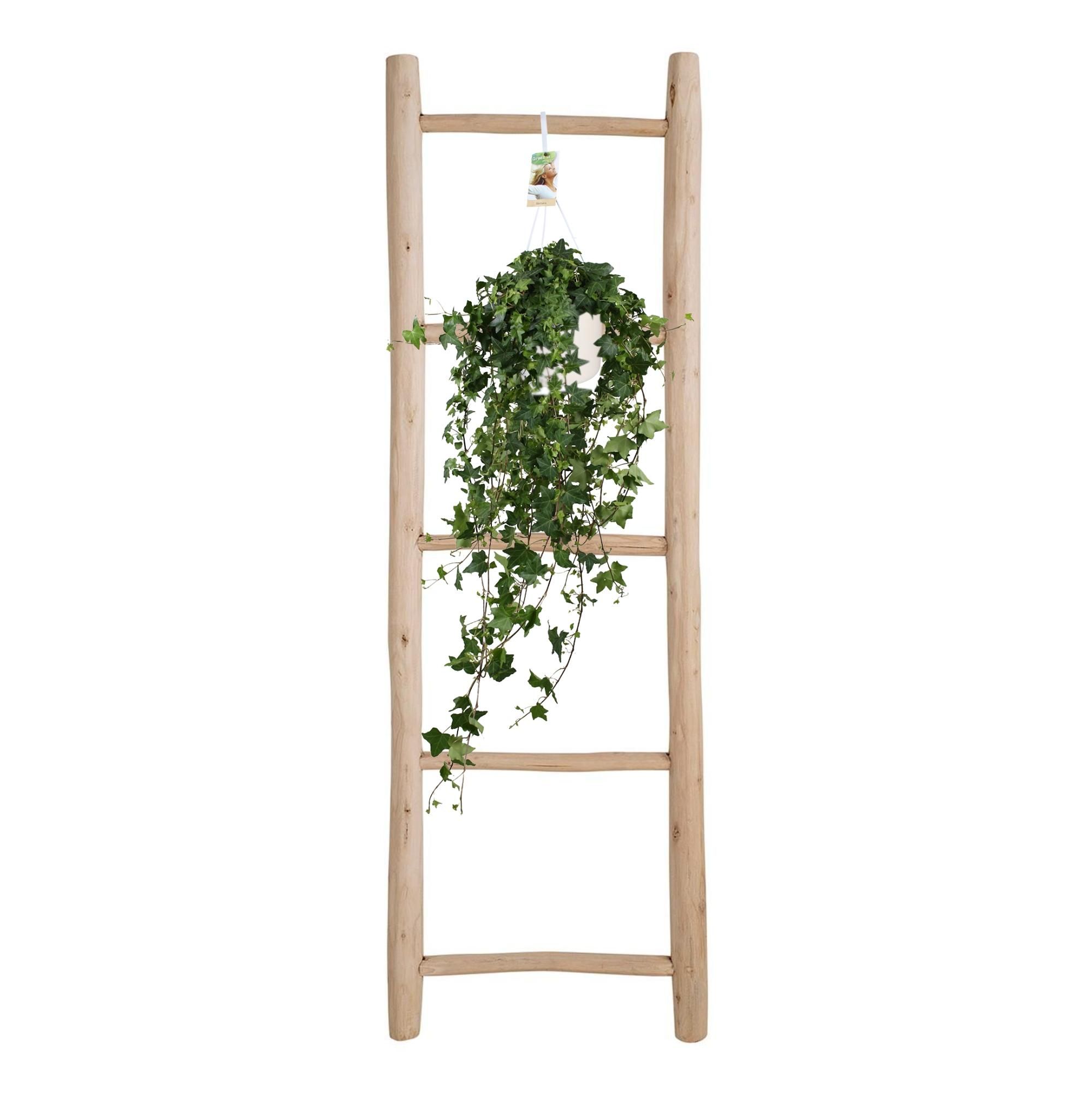 Efeu Hedera Helix - Hängepflanze mit üppigem Grün