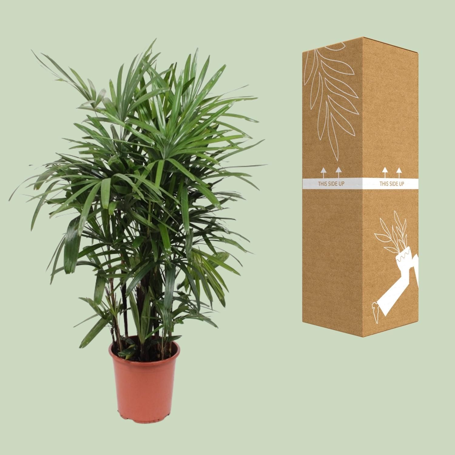 Rhapis Excelsa Zimmerpalme
