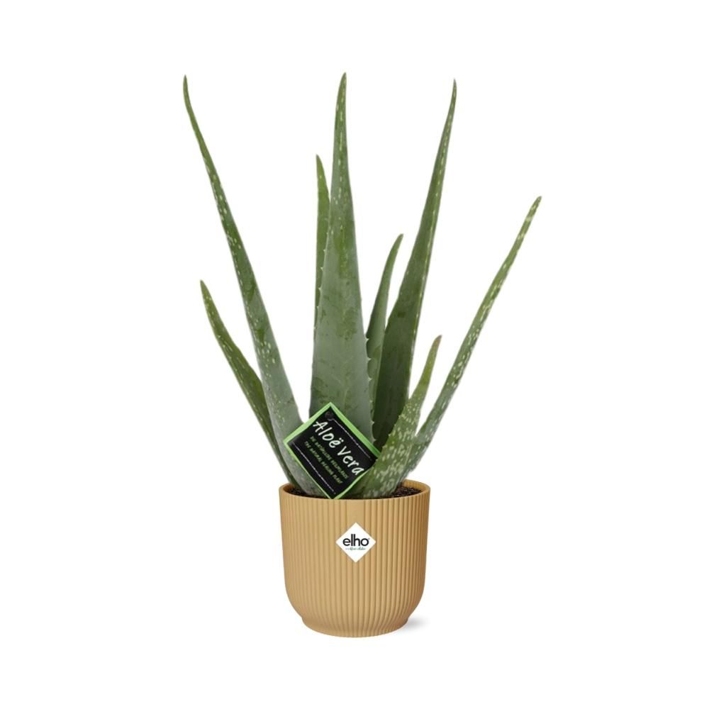 Aloe Vera Zimmerpflanze in ELHO Vibes Fold Gelb