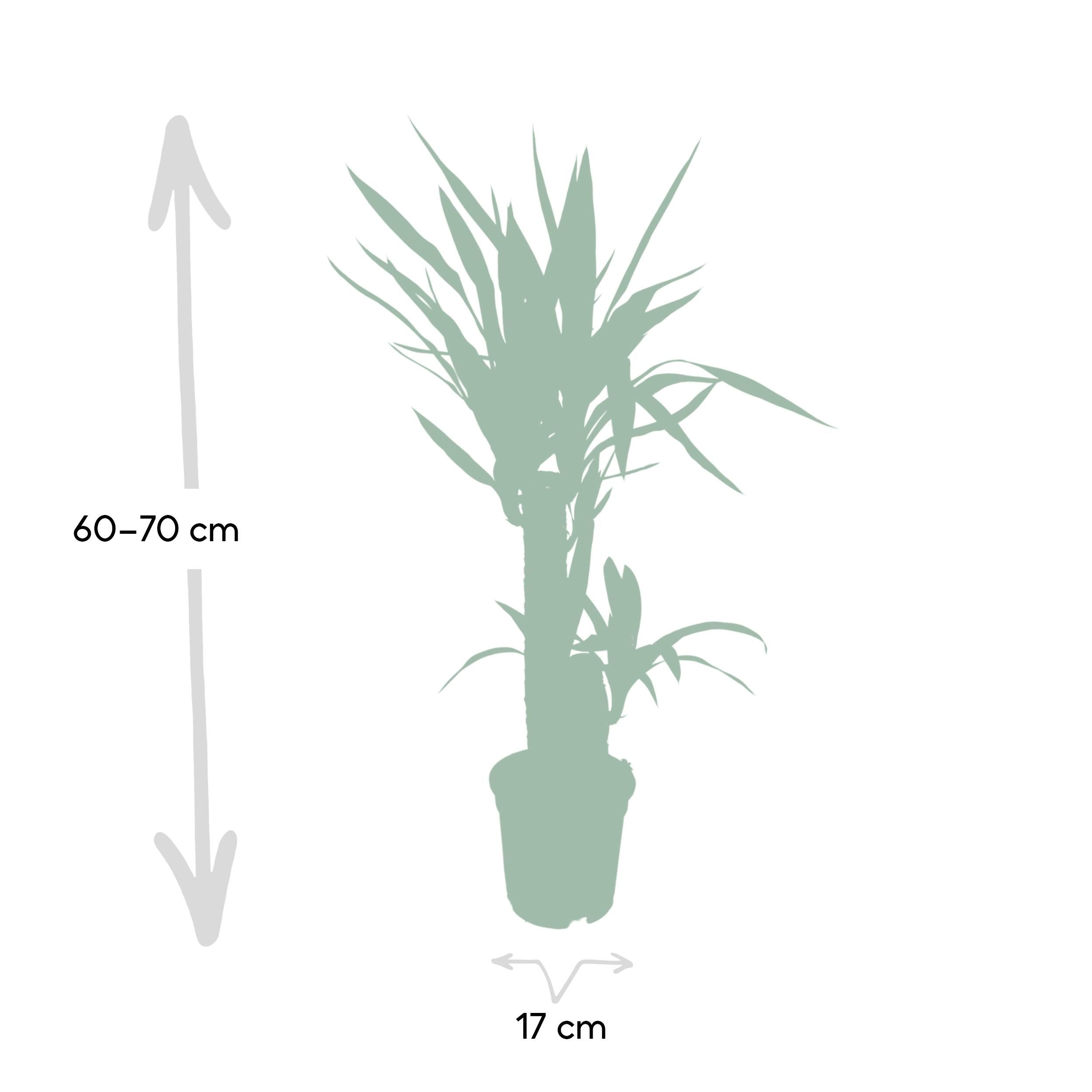 Yucca Elephantipes Zimmerpflanze