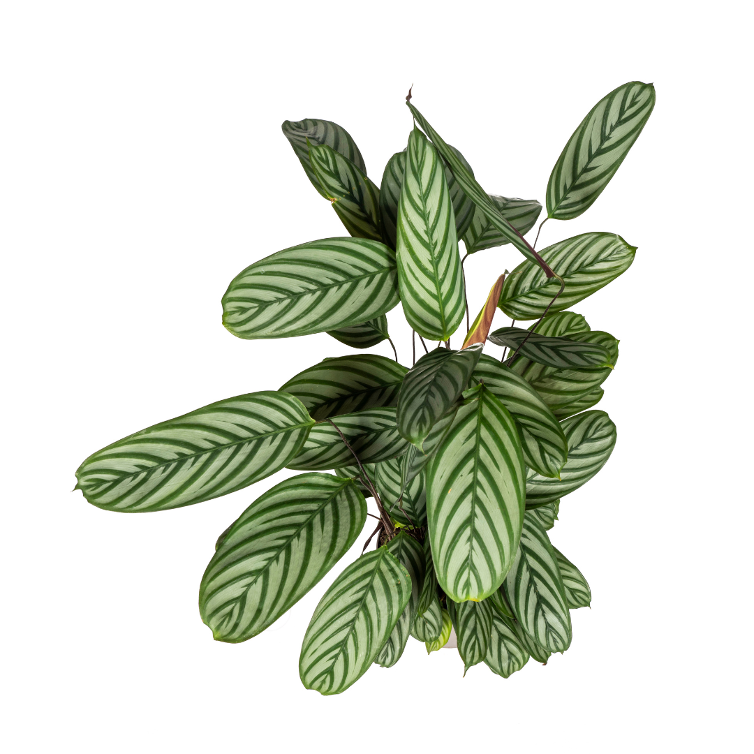 Calathea Oppenheimiana – Prachtvolle Blätter – Ø24cm