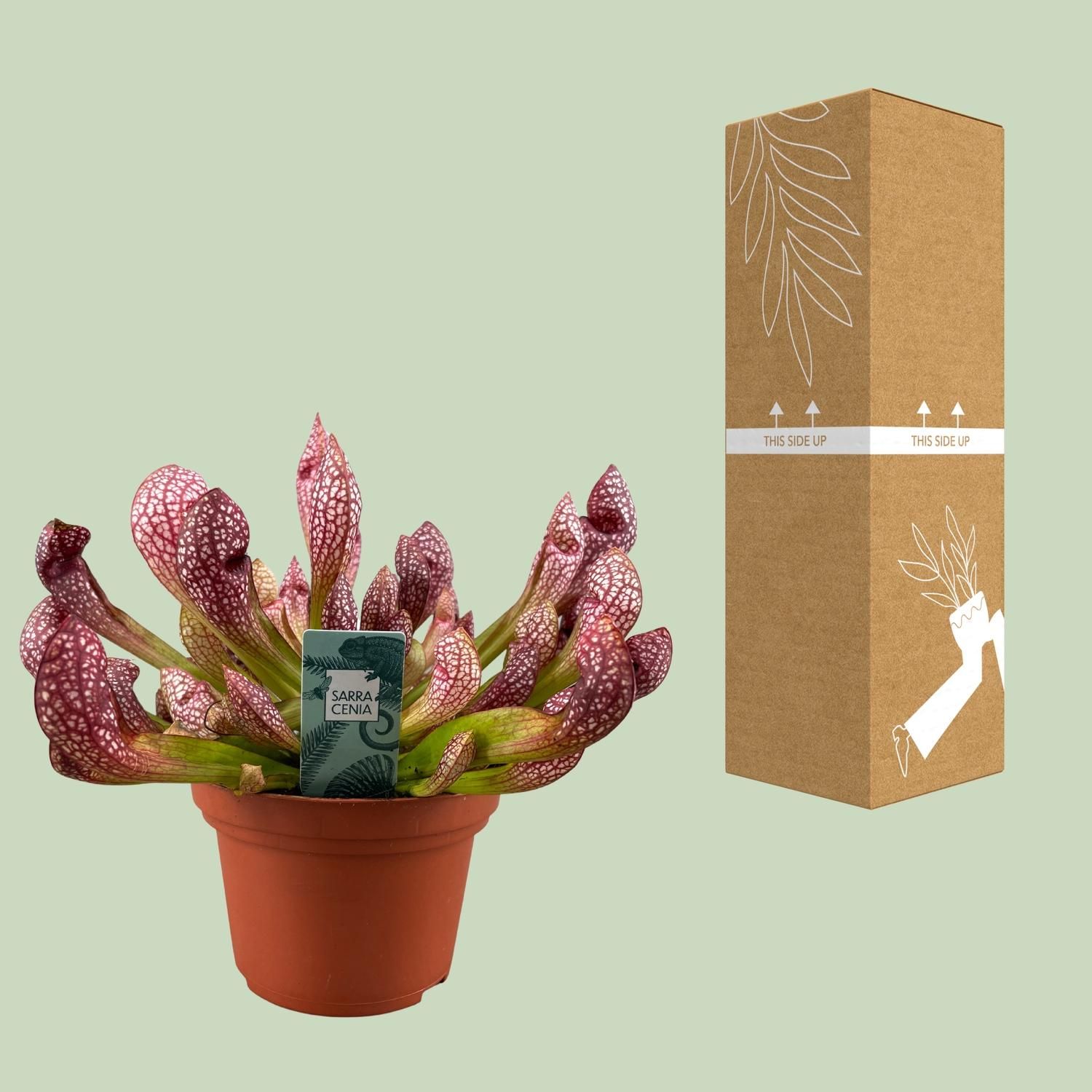 Sarracenia Scarlet Belle - Kannenpflanze für Halbschatten
