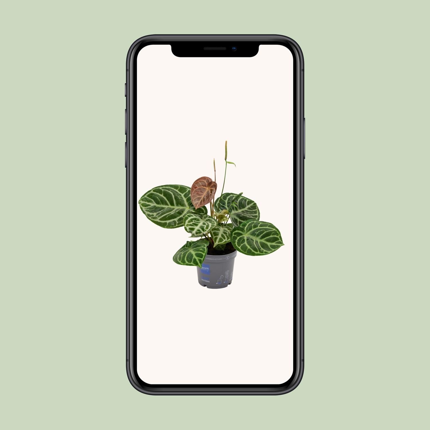 Anthurium Crystal Hybride Pflanze