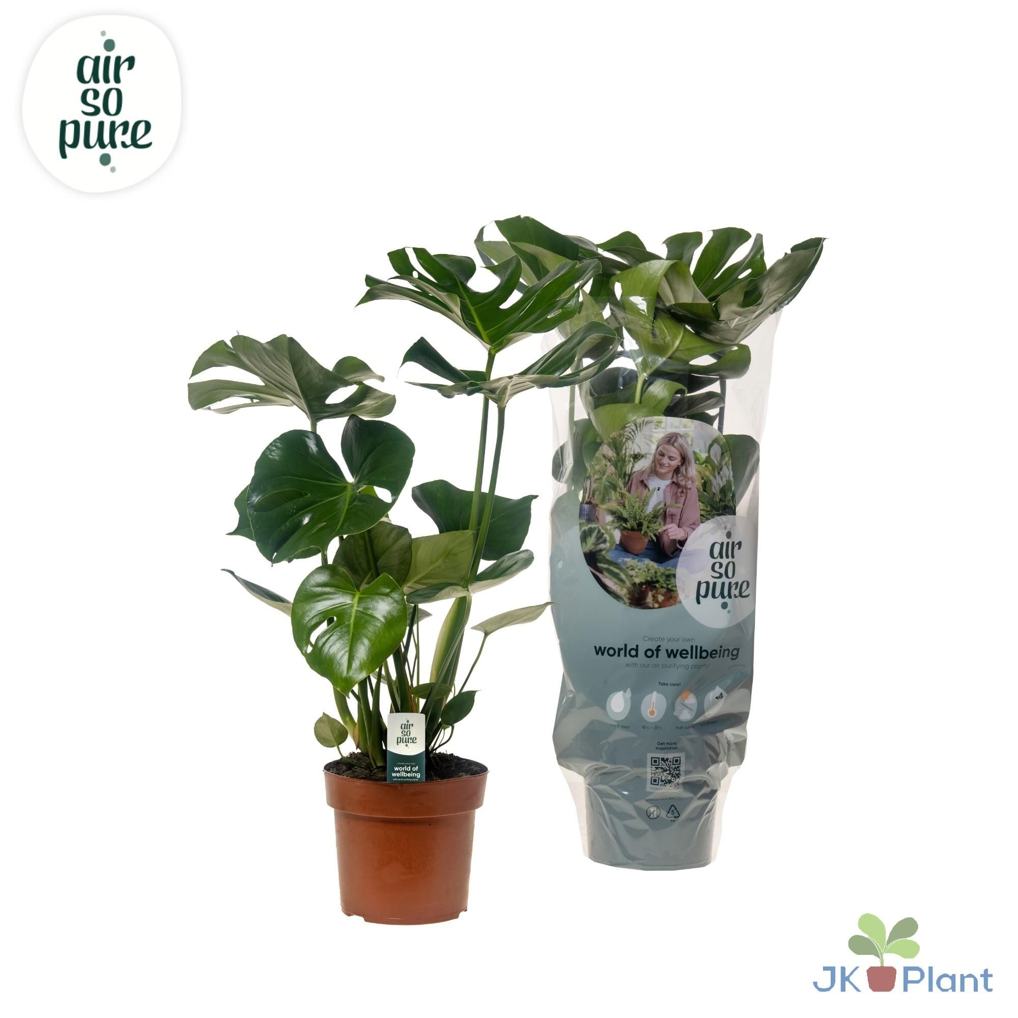 Monstera Deliciosa Zimmerpflanze