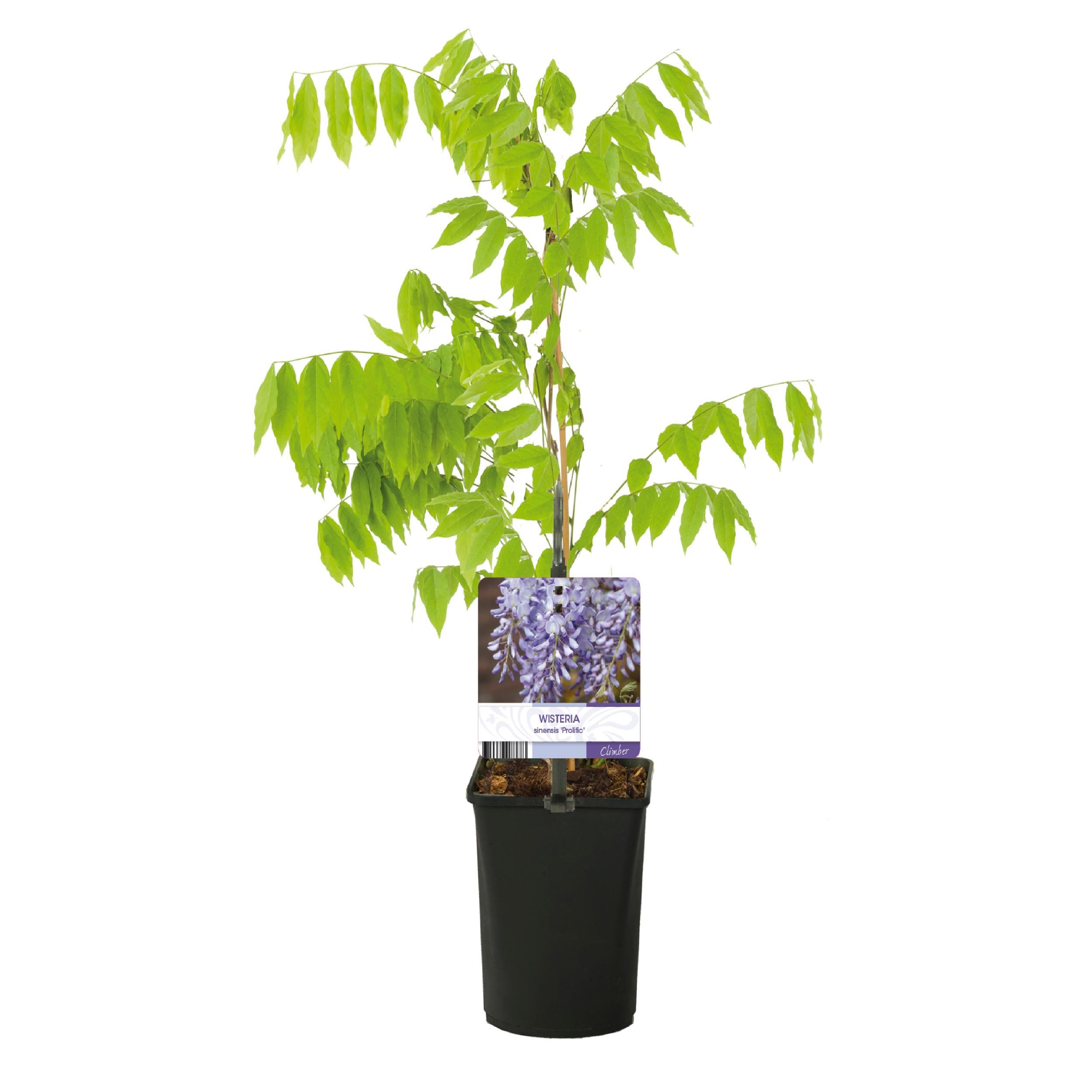 Blauregen Wisteria Floribunda Kletterpflanze