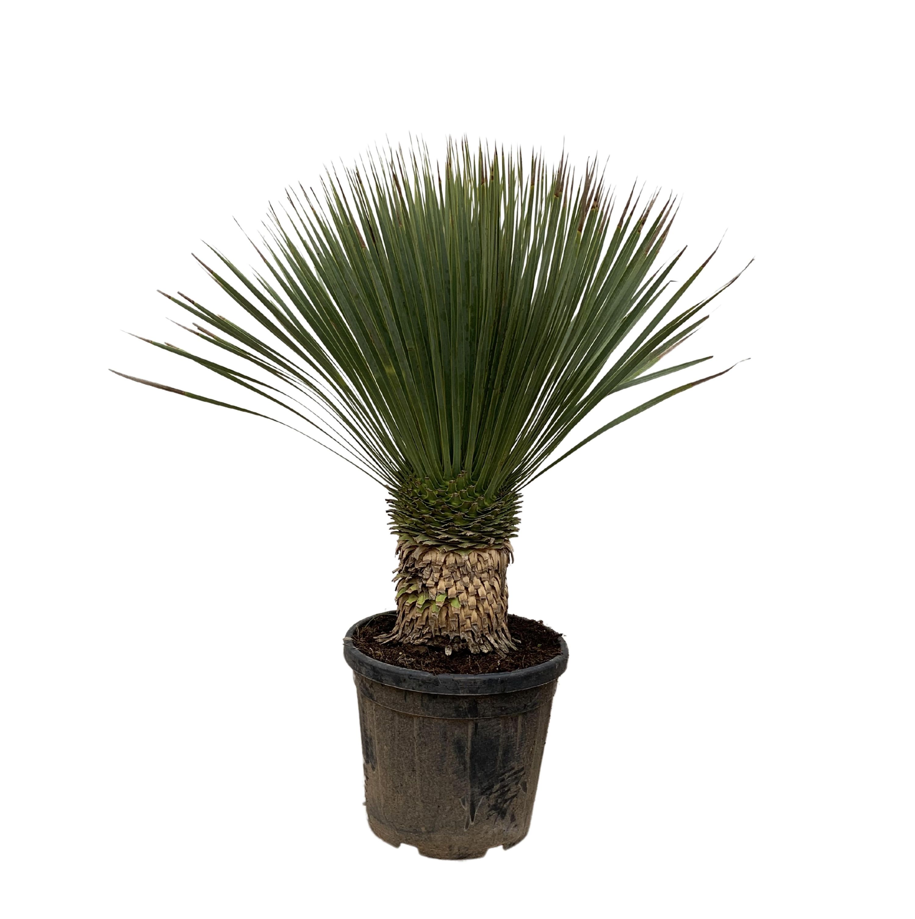 Yucca Rostrata Zierpflanze im eleganten Topf