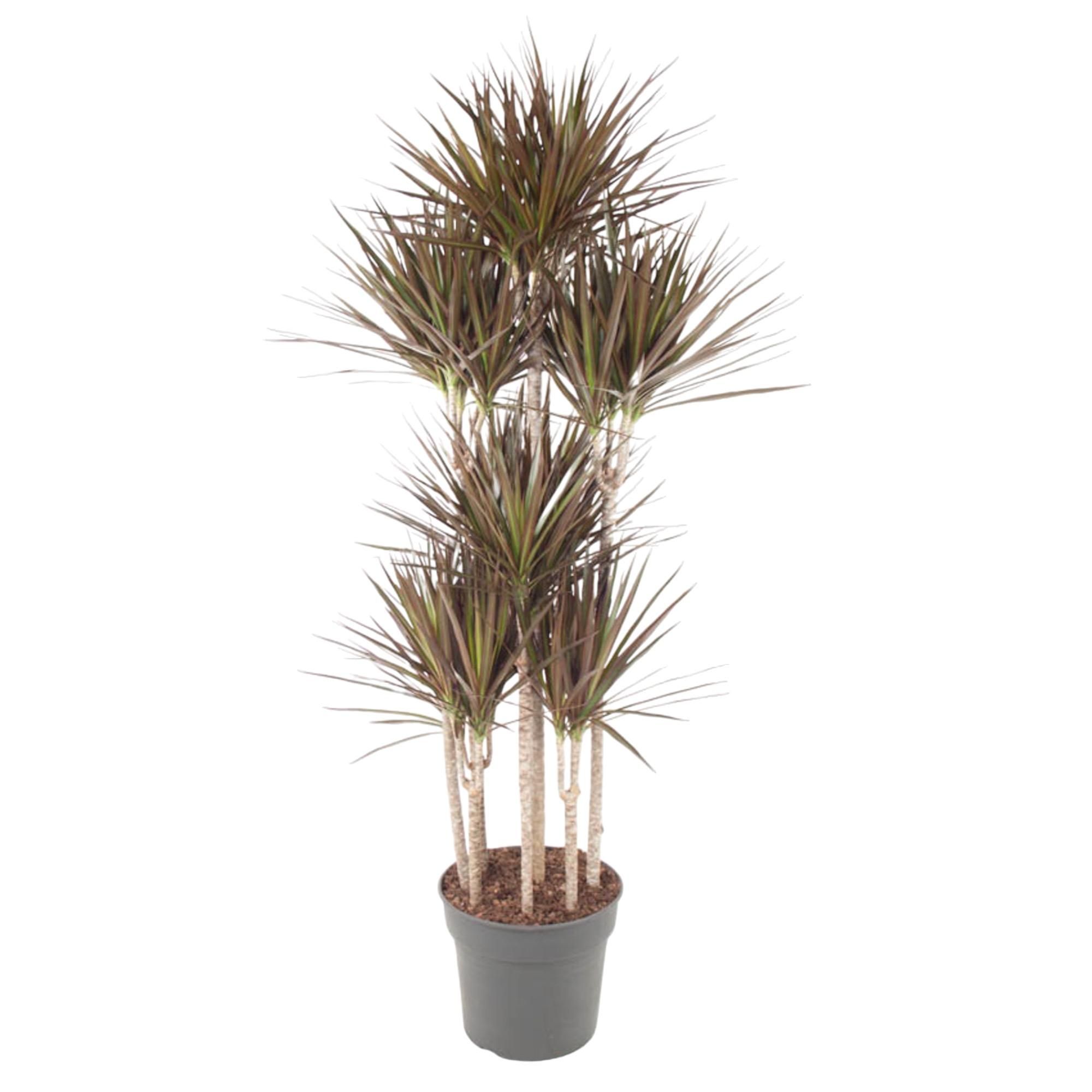 Dracaena Magenta Carrousel Zimmerpflanze