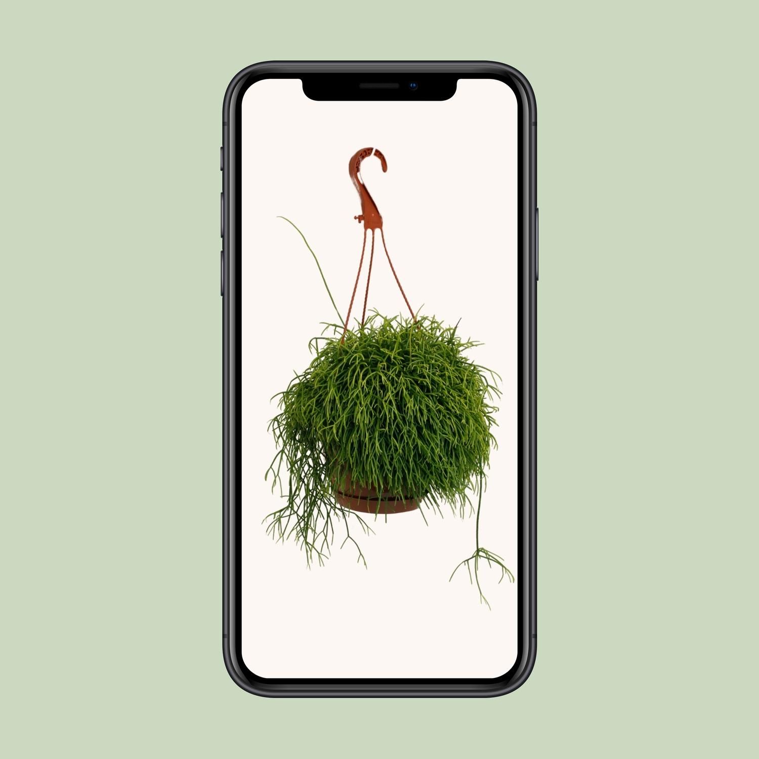 Rhipsalis Cassutha Zimmerpflanze