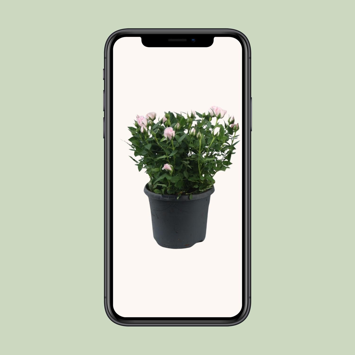 Rosa Jewel Patio Baby Topfrose