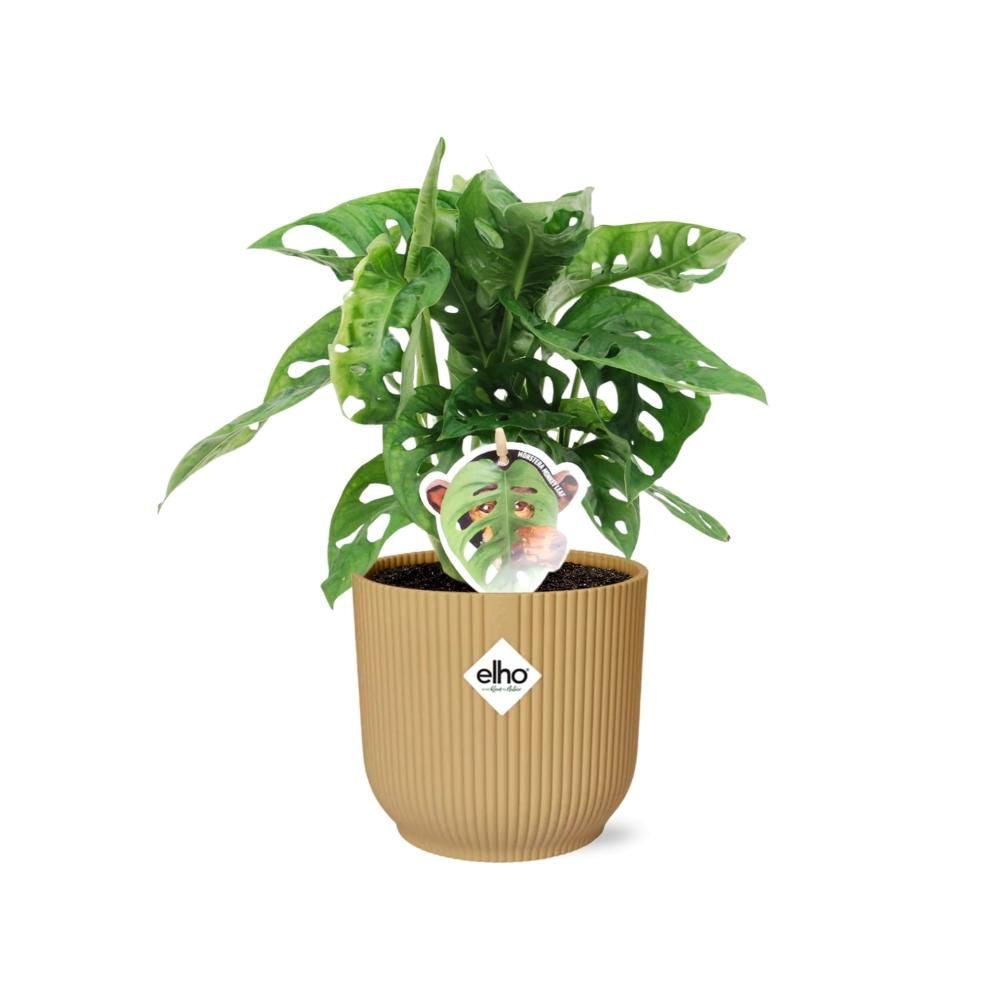 Monstera Monkey Leaf Zimmerpflanze