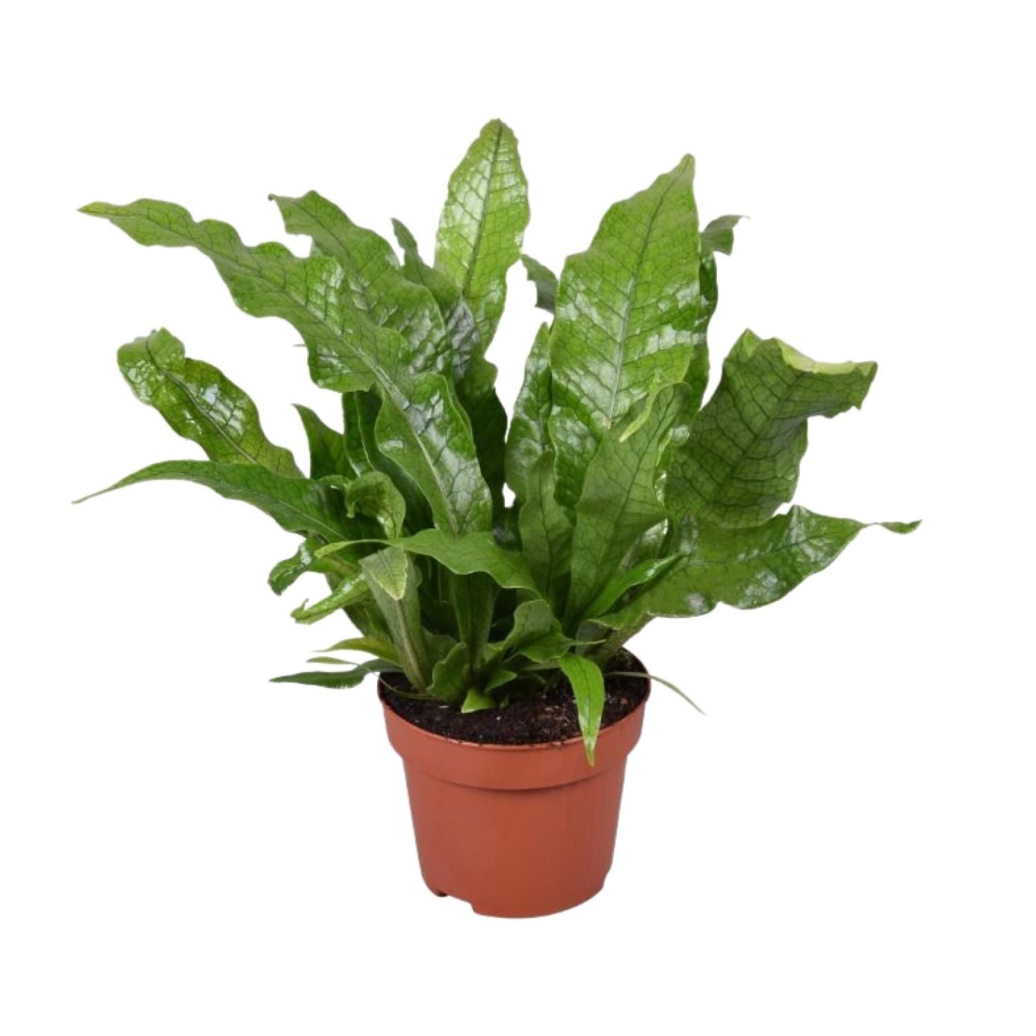 Kletternder Vogelnestfarn Microsorum