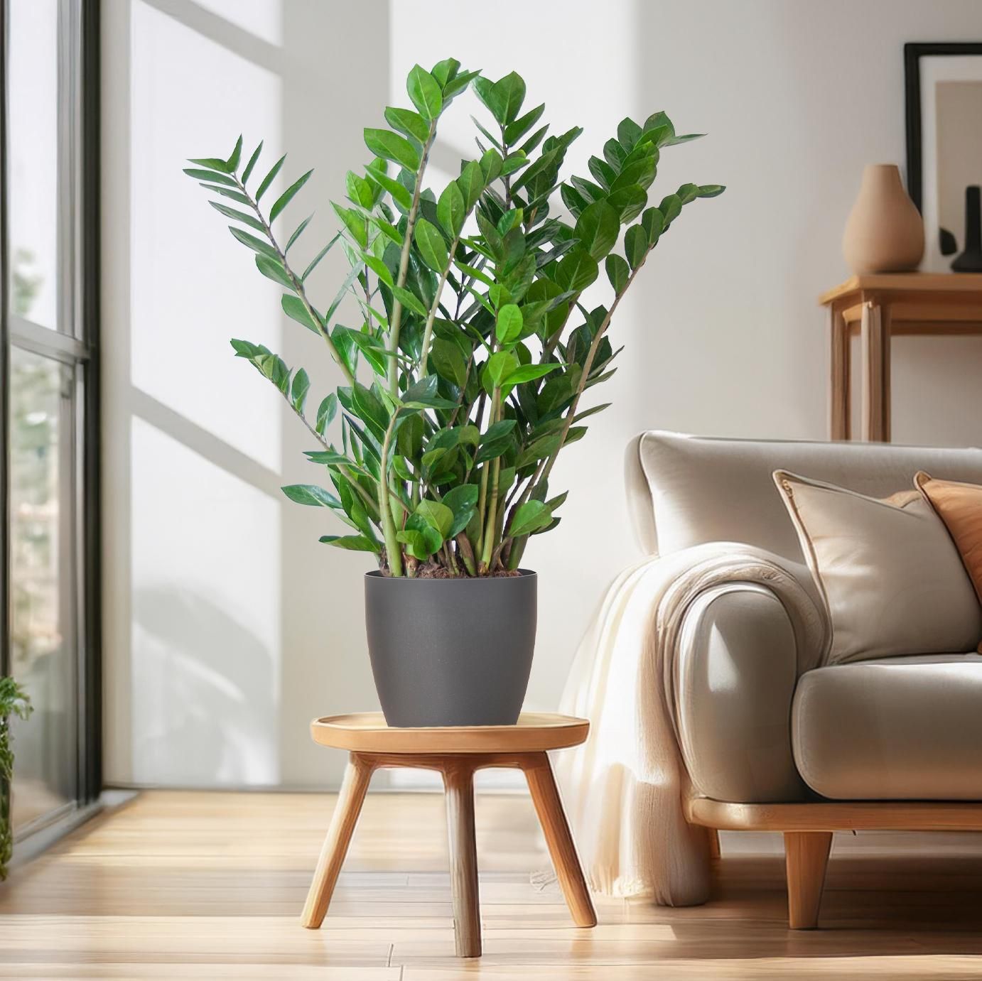Zamioculcas Zamiifolia mit Viber Grau Topf – 80cm hoch – Ø21cm Topfdurchmesser