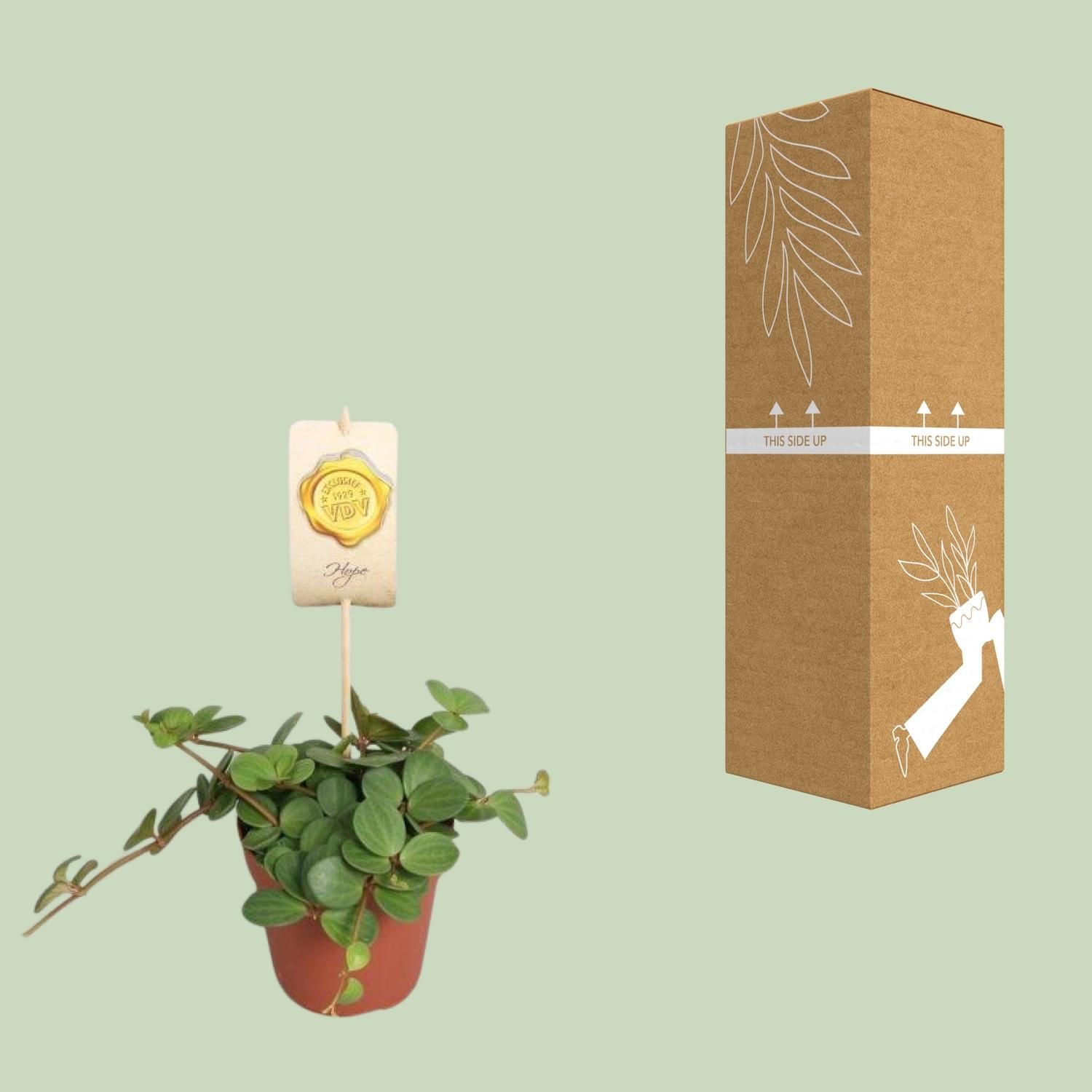 Peperomia Hope - Pflegeleichte Zimmerpflanze mit eleganten Blättern