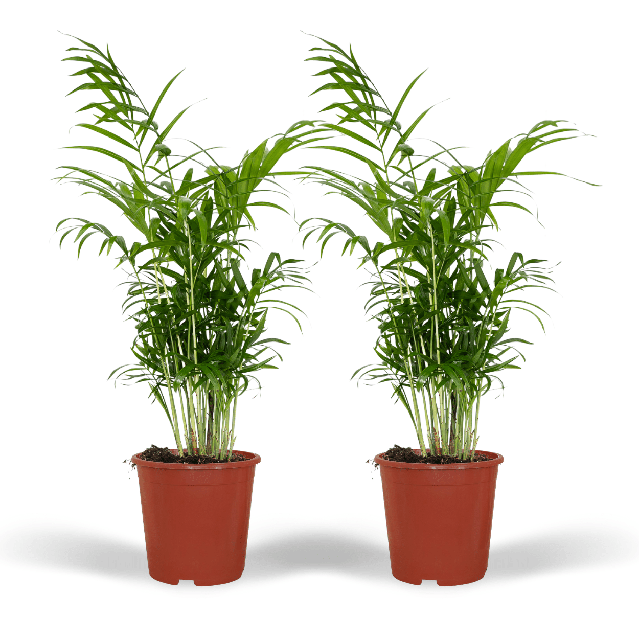 Mexikanische Bergpalme Chamaedorea Elegans
