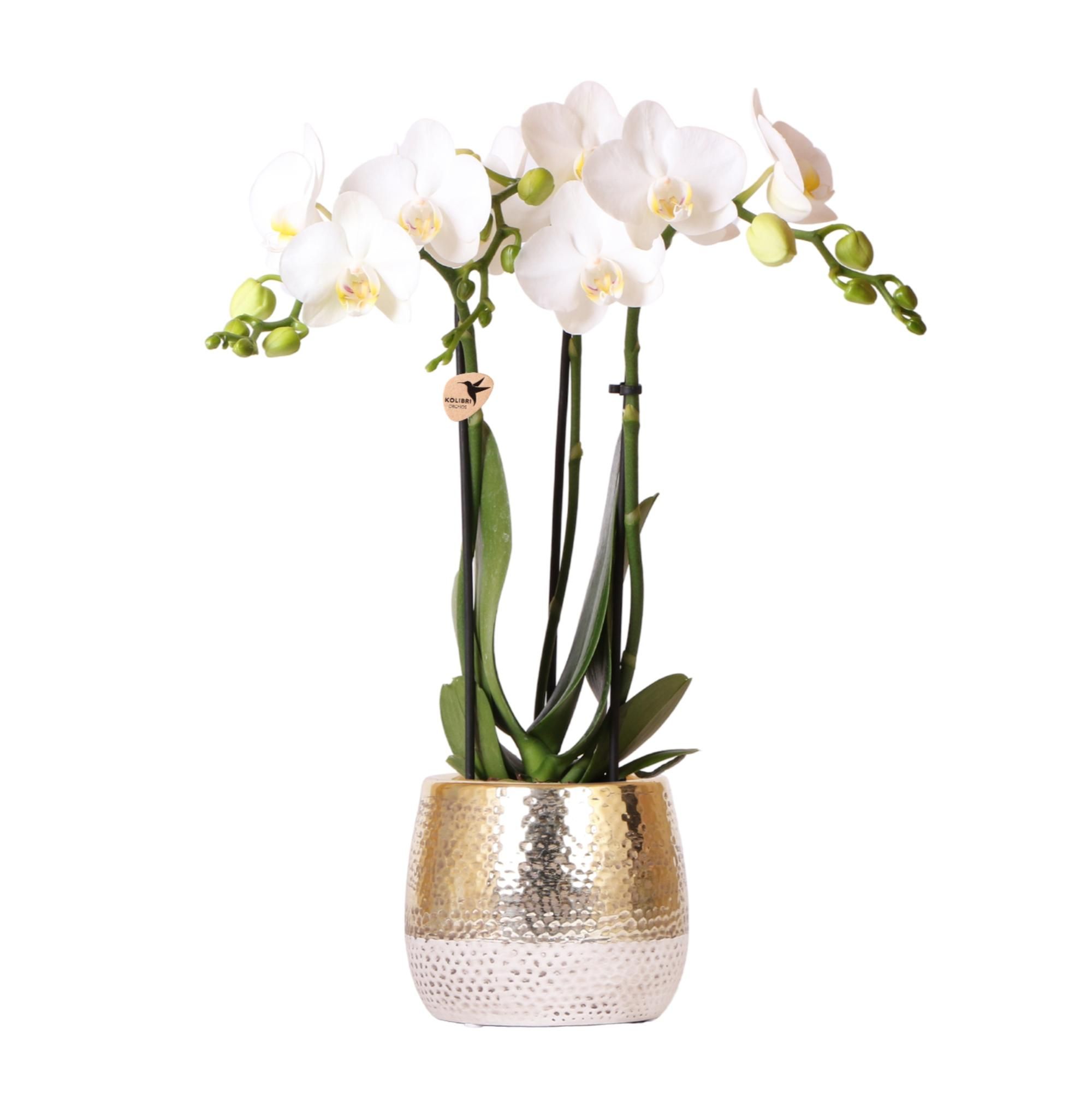 Phalaenopsis Orchidee im goldenen Blumentopf