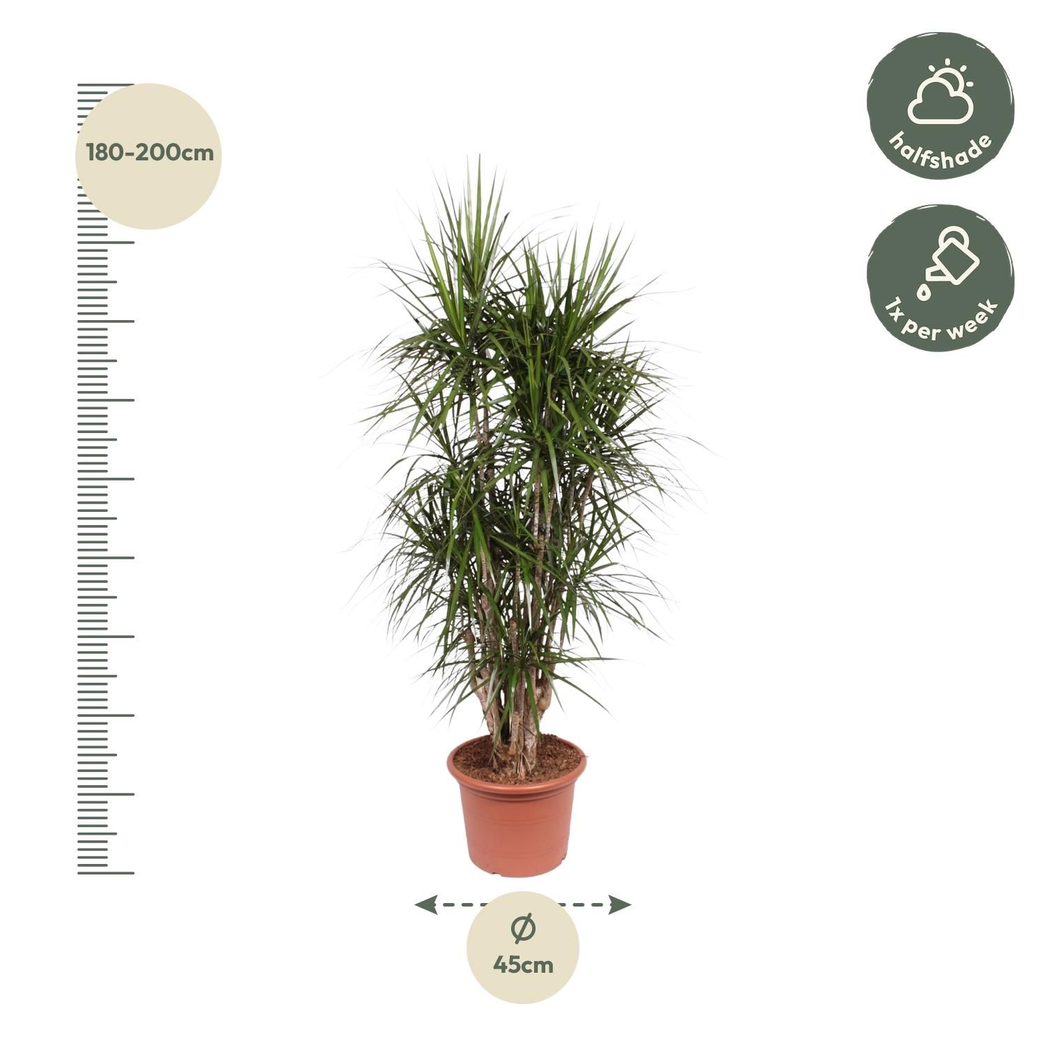 Dracaena Marginata verzweigt in großem Topf