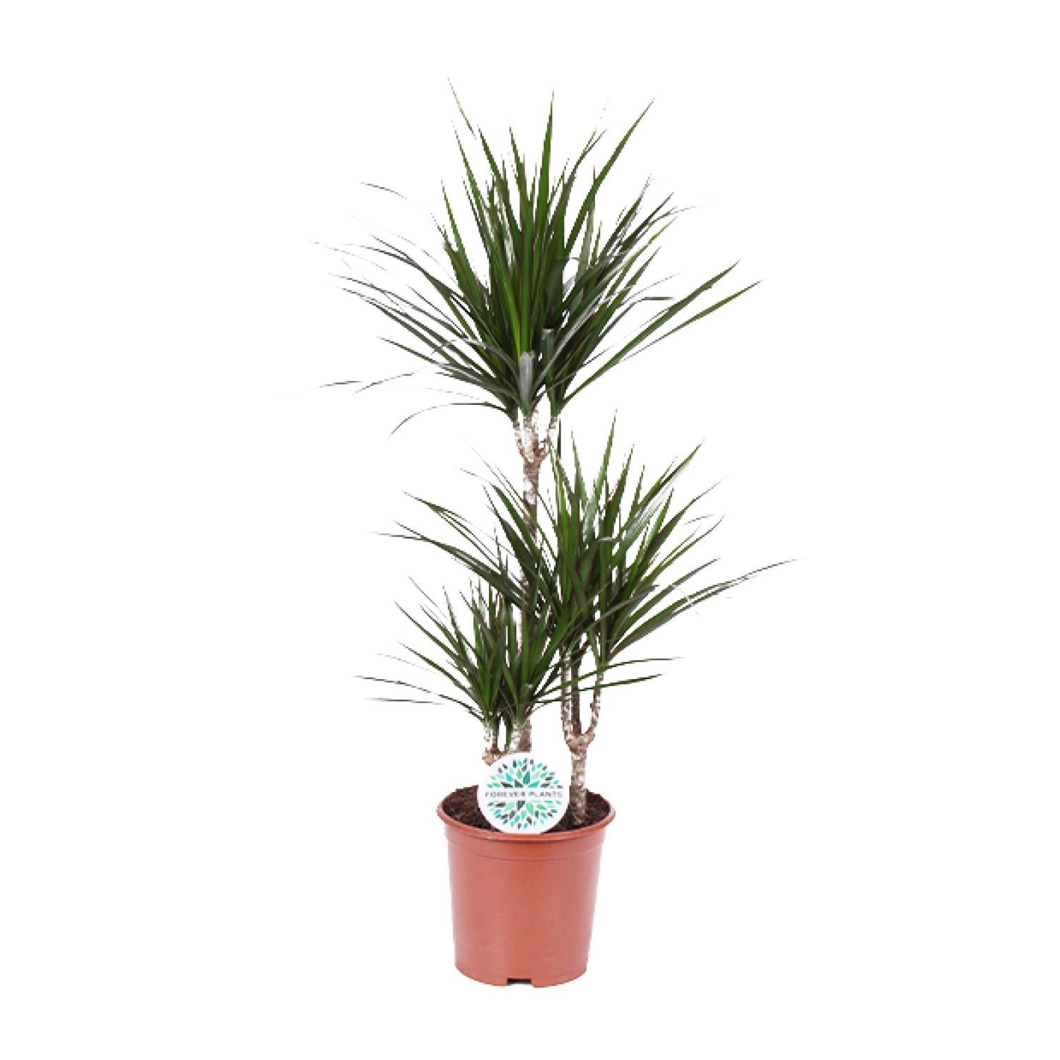 Dracaena Marginata Drachenbaum